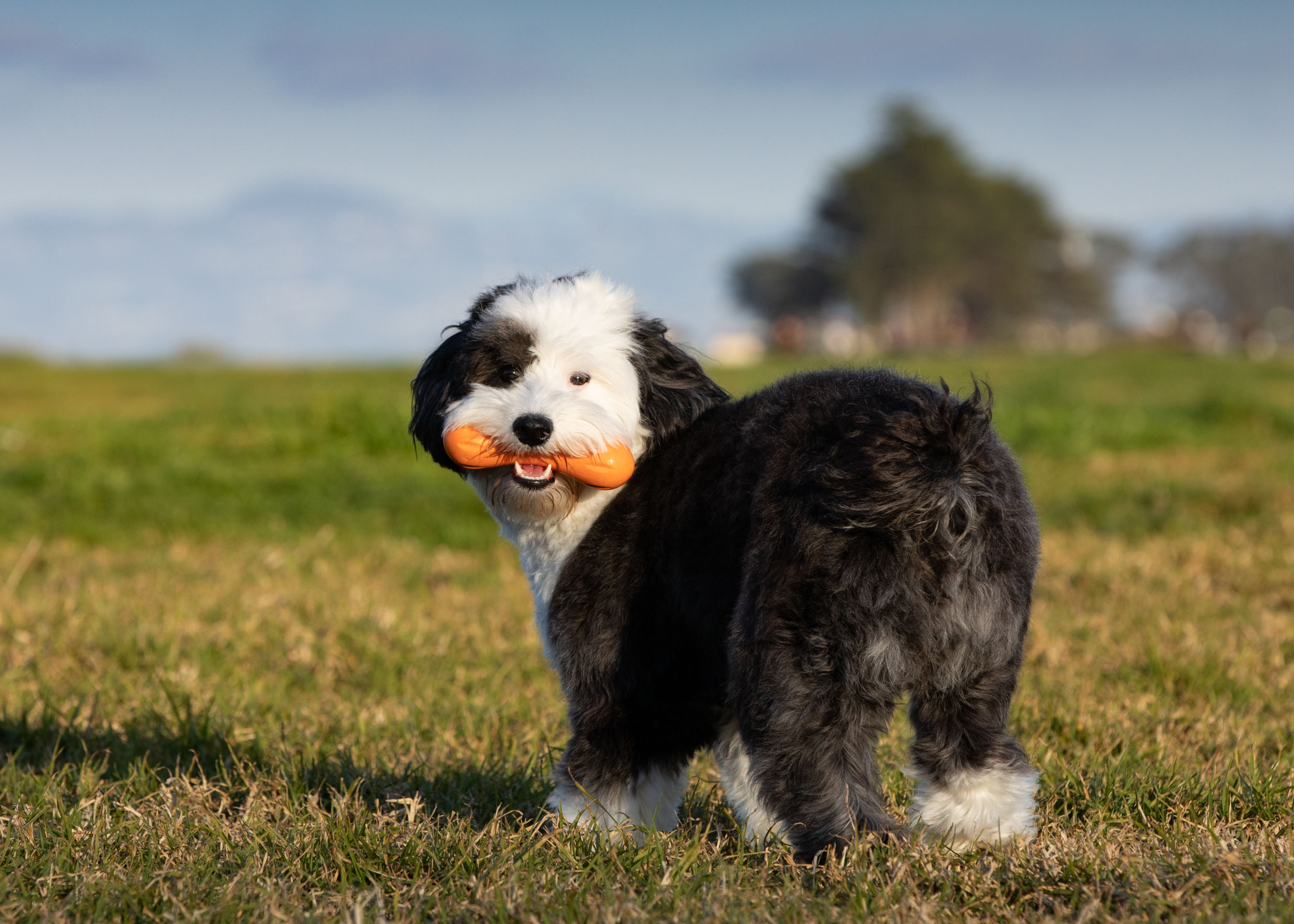 Sheepdoodle Puppy Looking Back with Happy Expression and Toy in Mouth