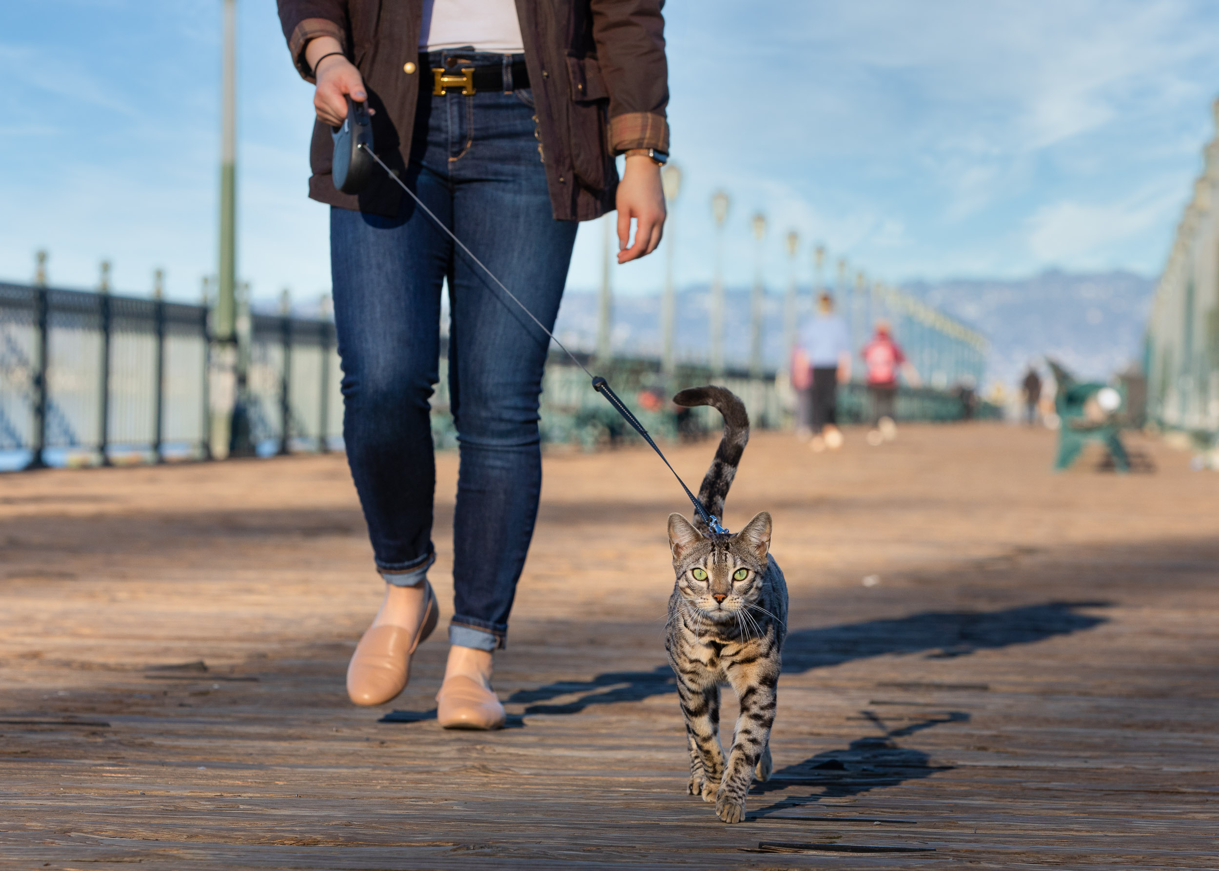 Woman Walking Bengal Cat on Leash on Wooden Pier