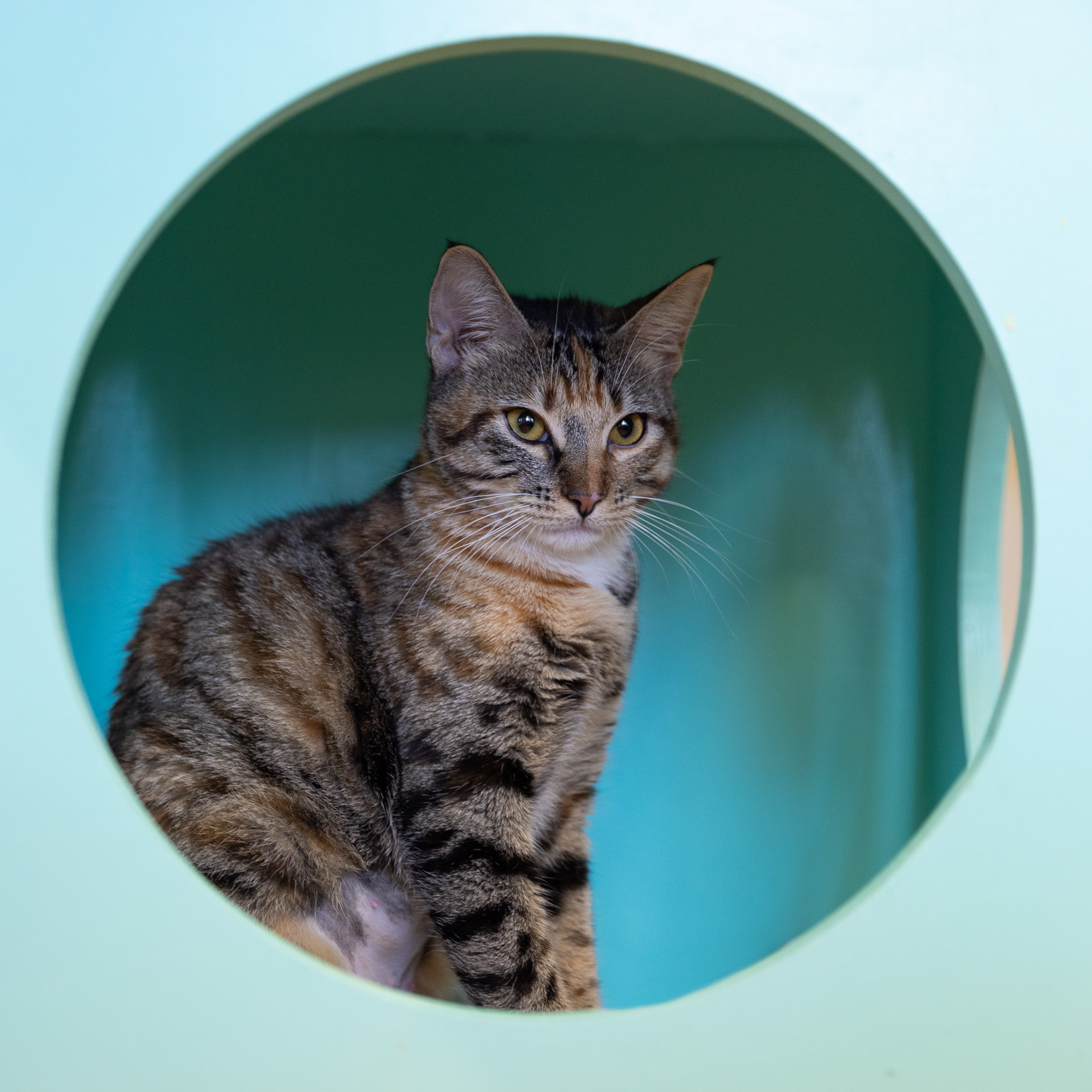 silver-tabby-cat-sitting-in-blue-box-with-round-opening-8519-Edit