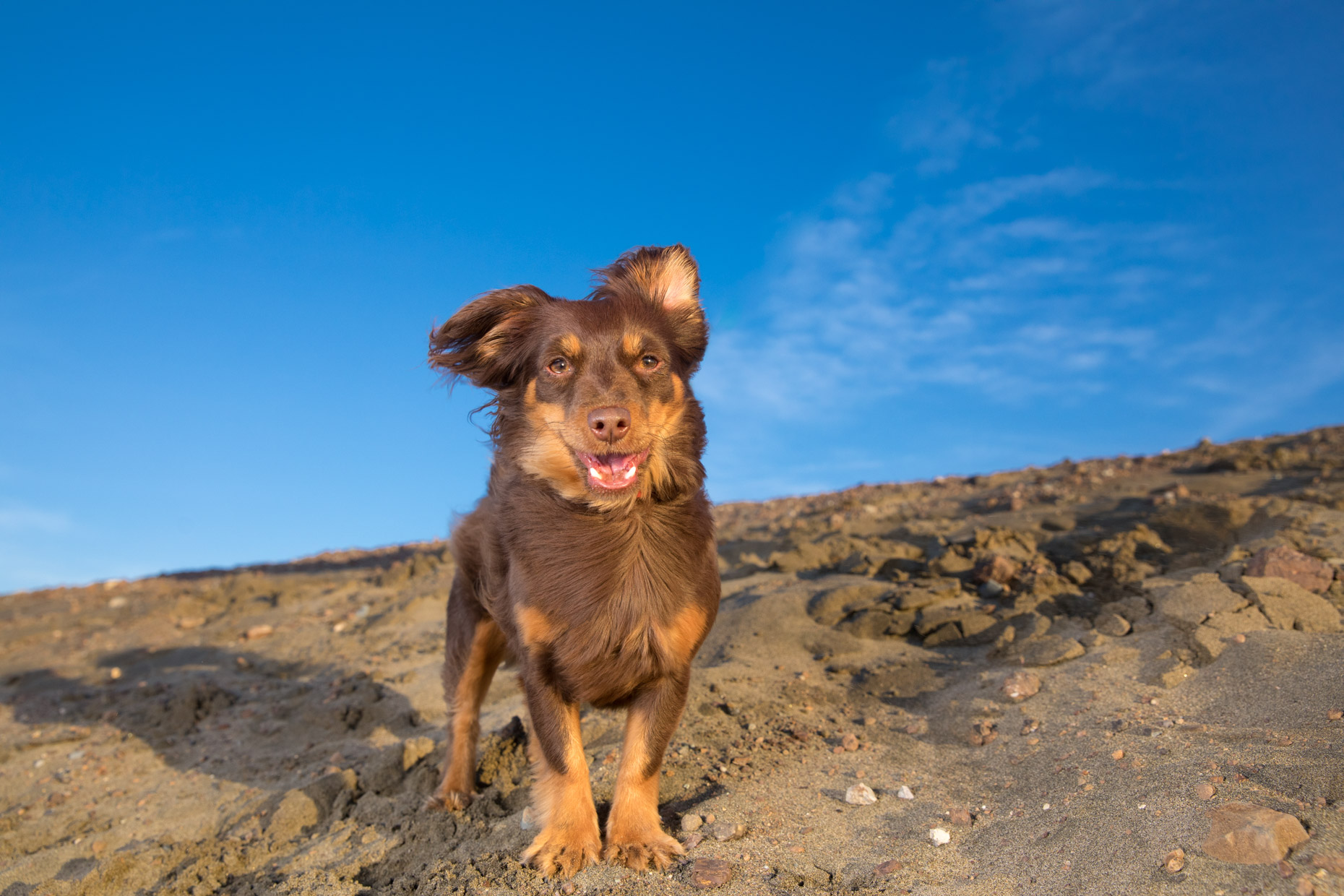 Small happy brown dog standing on sand dune under blue sky at San Francisco beach