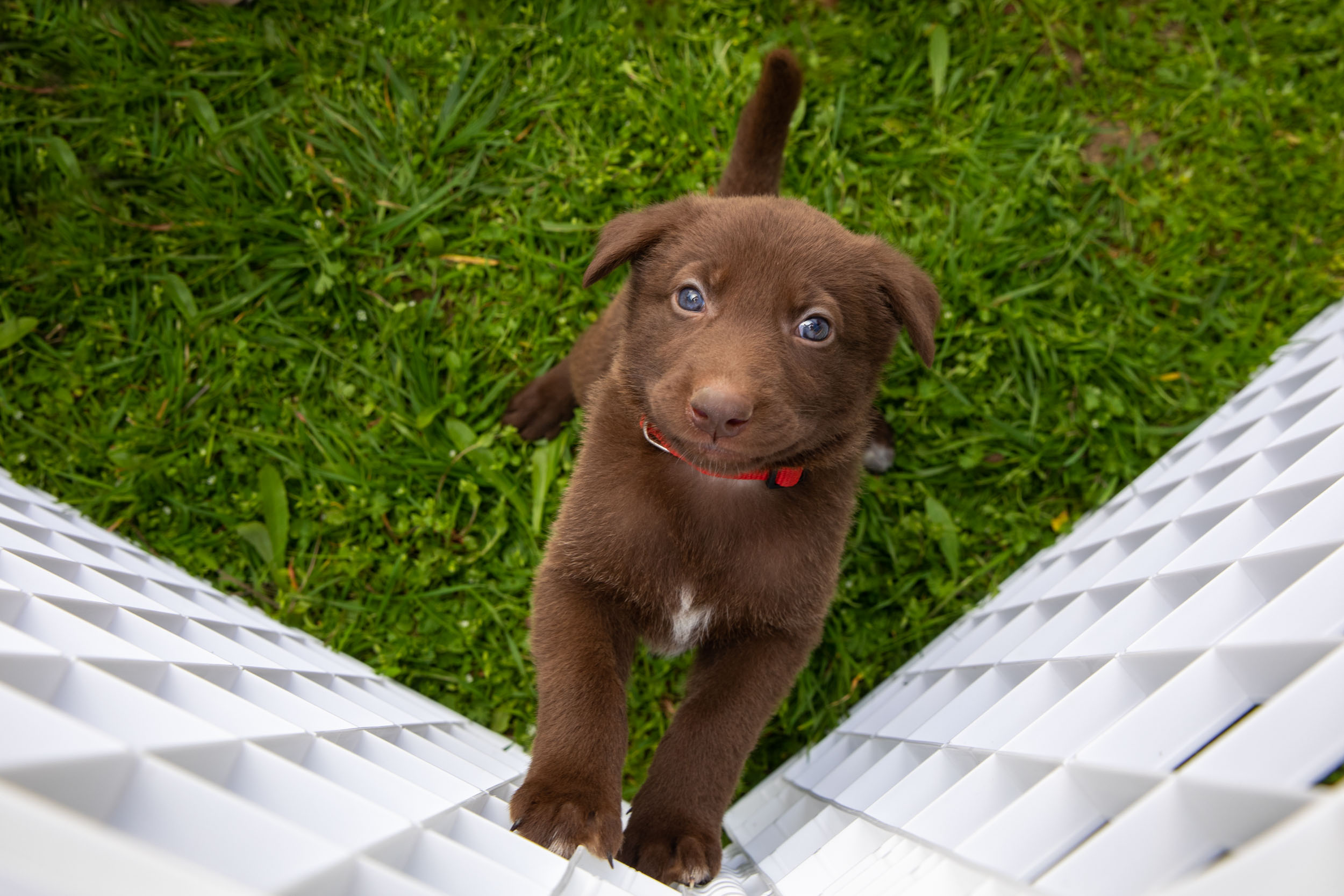 Dog Lifestyle Photography | Brown Puppy Looking Up in Pen by Mark Rogers