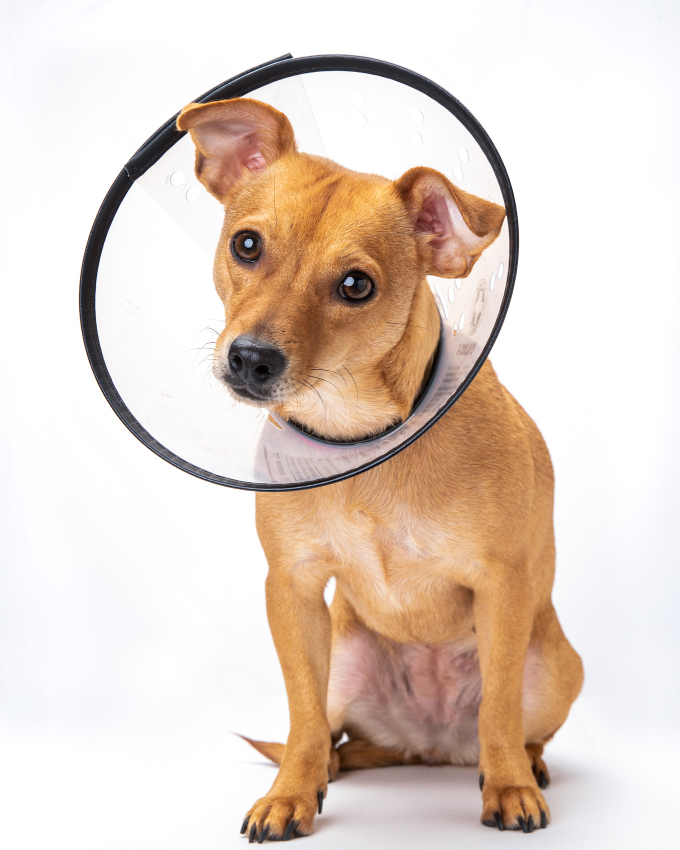 Dog Studio Photography | Small Dog with Veterinary E-Collar by Mark Rogers
