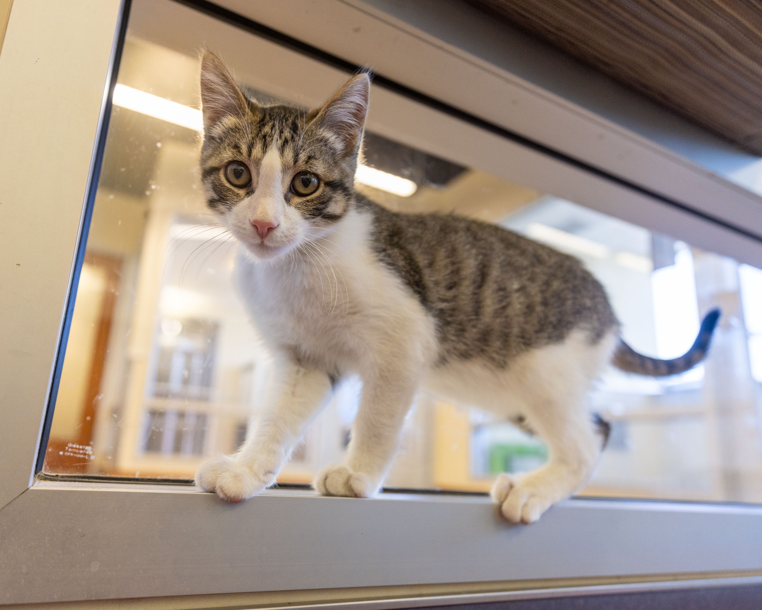 small-tabby-kitten-standing-on-window-sill-in-animal-shelter-8762