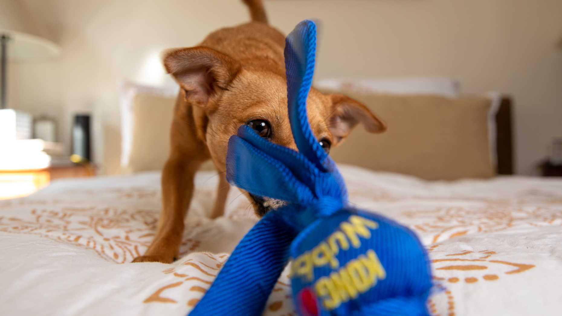 small dog playing on bed with blue tug toy