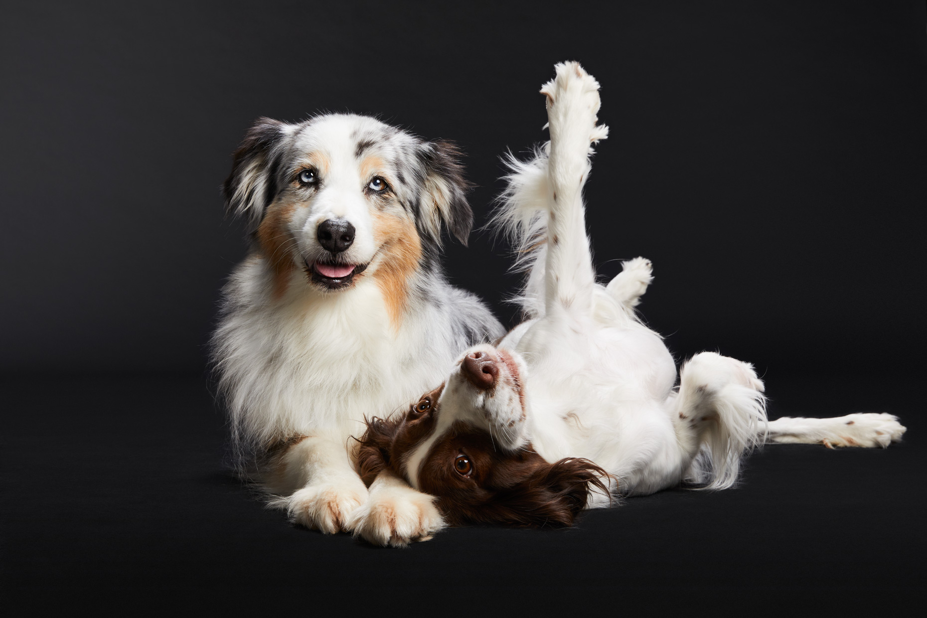 Dog Studio Photography | Australian Shepherd and Spaniel by Mark Rogerd