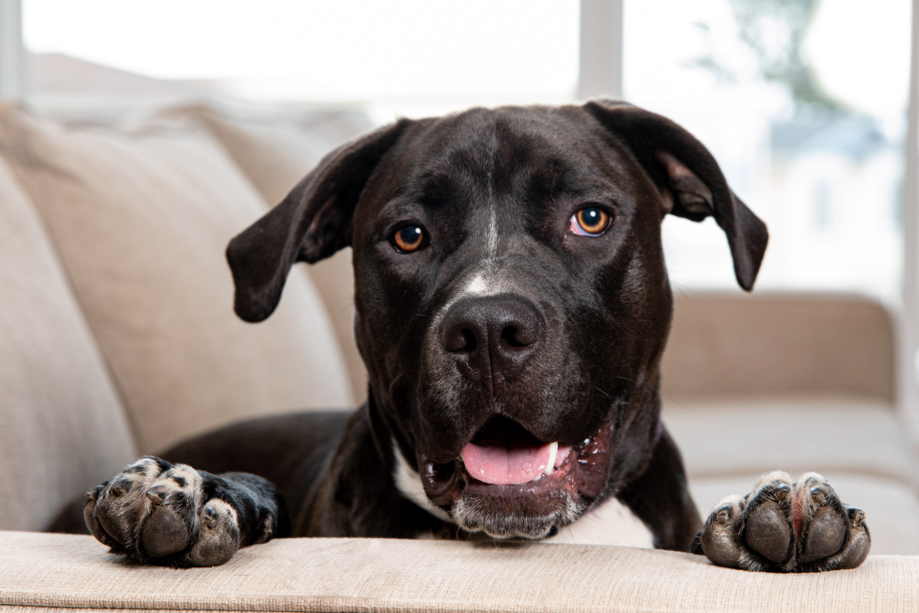 Dog and Pet Photography | Smiling  Pit Bull on Couch by Mark Rogers