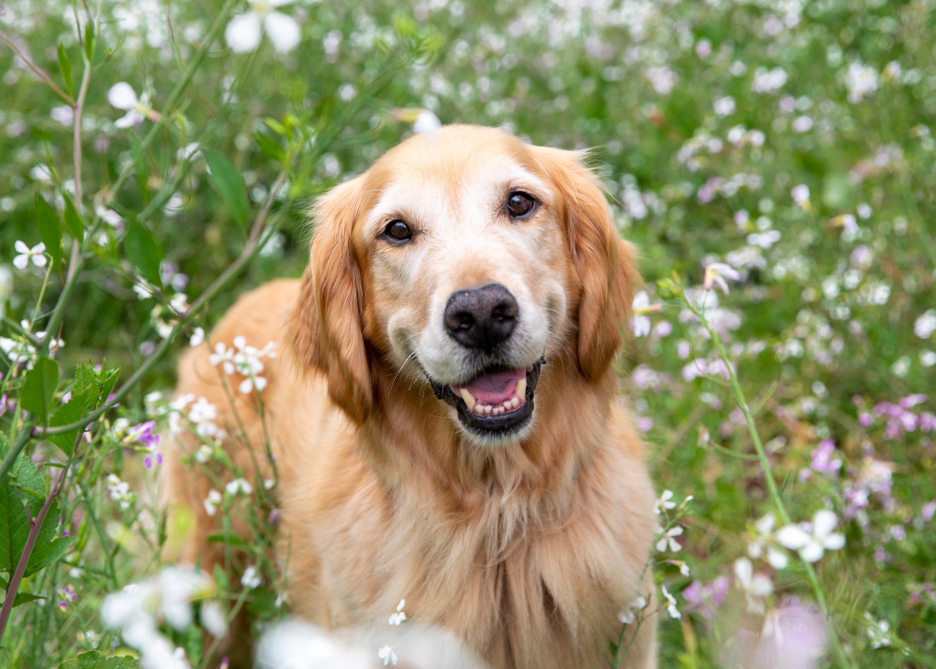 Dog and Pet Photography | Retriever in Wildflowers by Mark Rogers