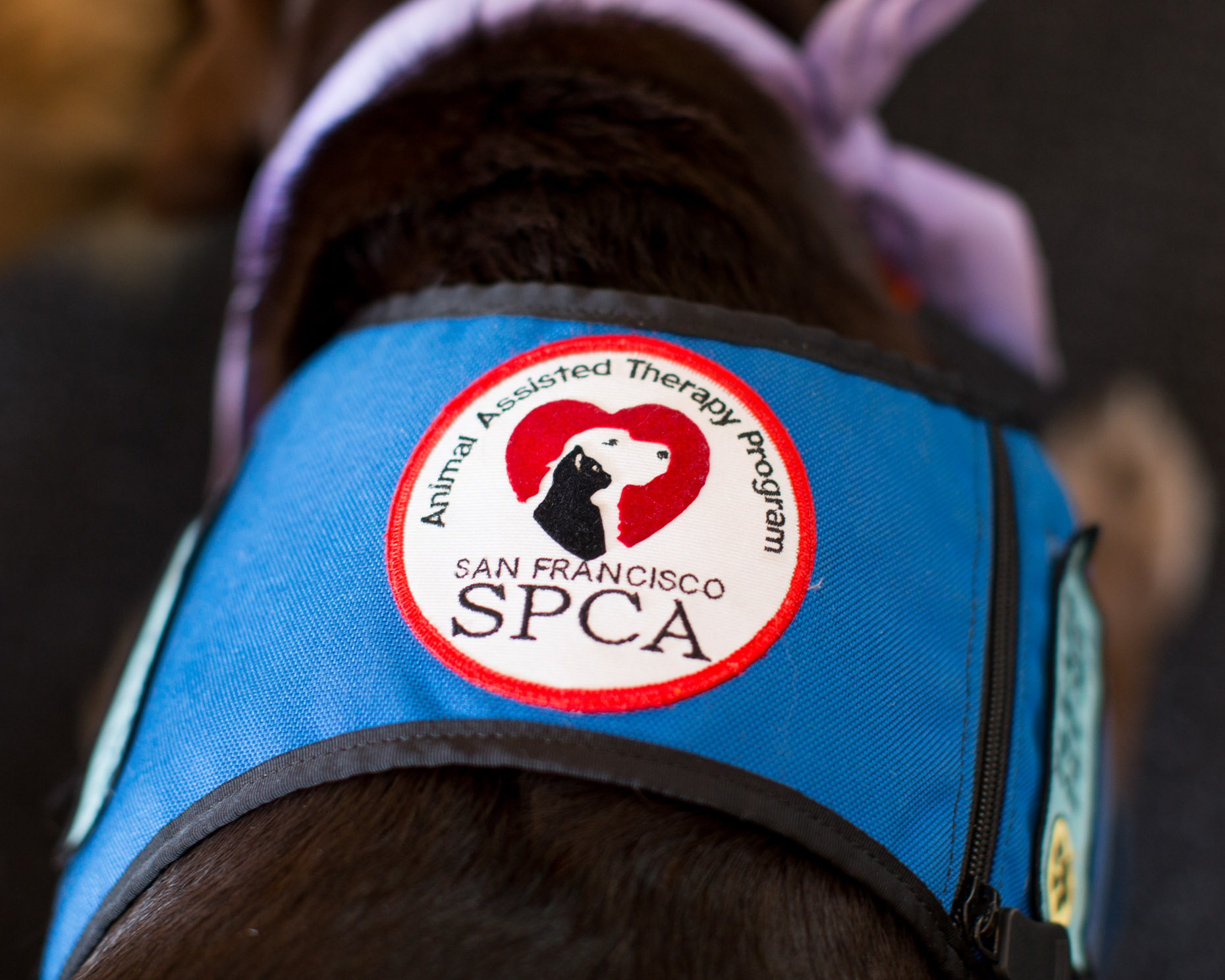Nonprofit Photography | SPCA Therapy Vest Close-up by Mark Rogers