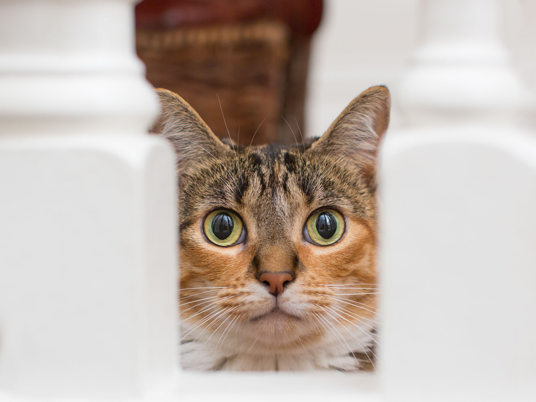 Cat Photography | Striped Cat Hiding by Mark Rogers