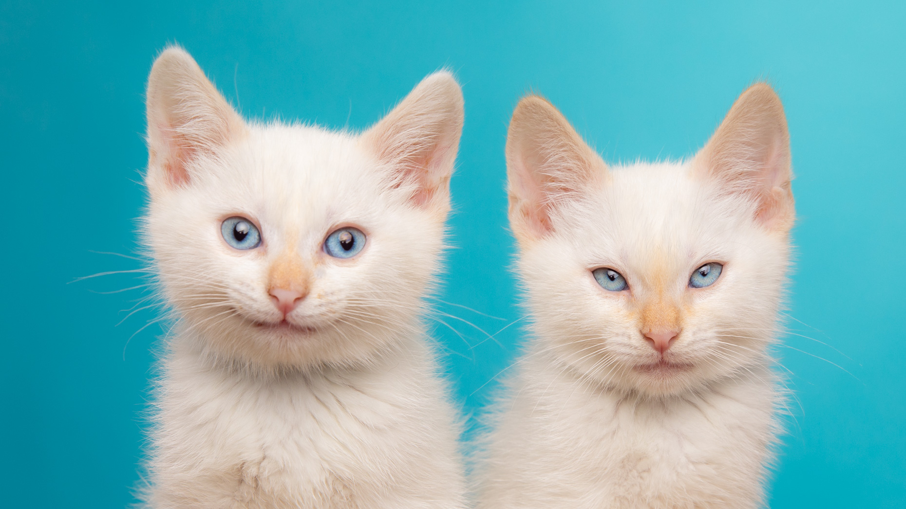 white kittens against a blue background