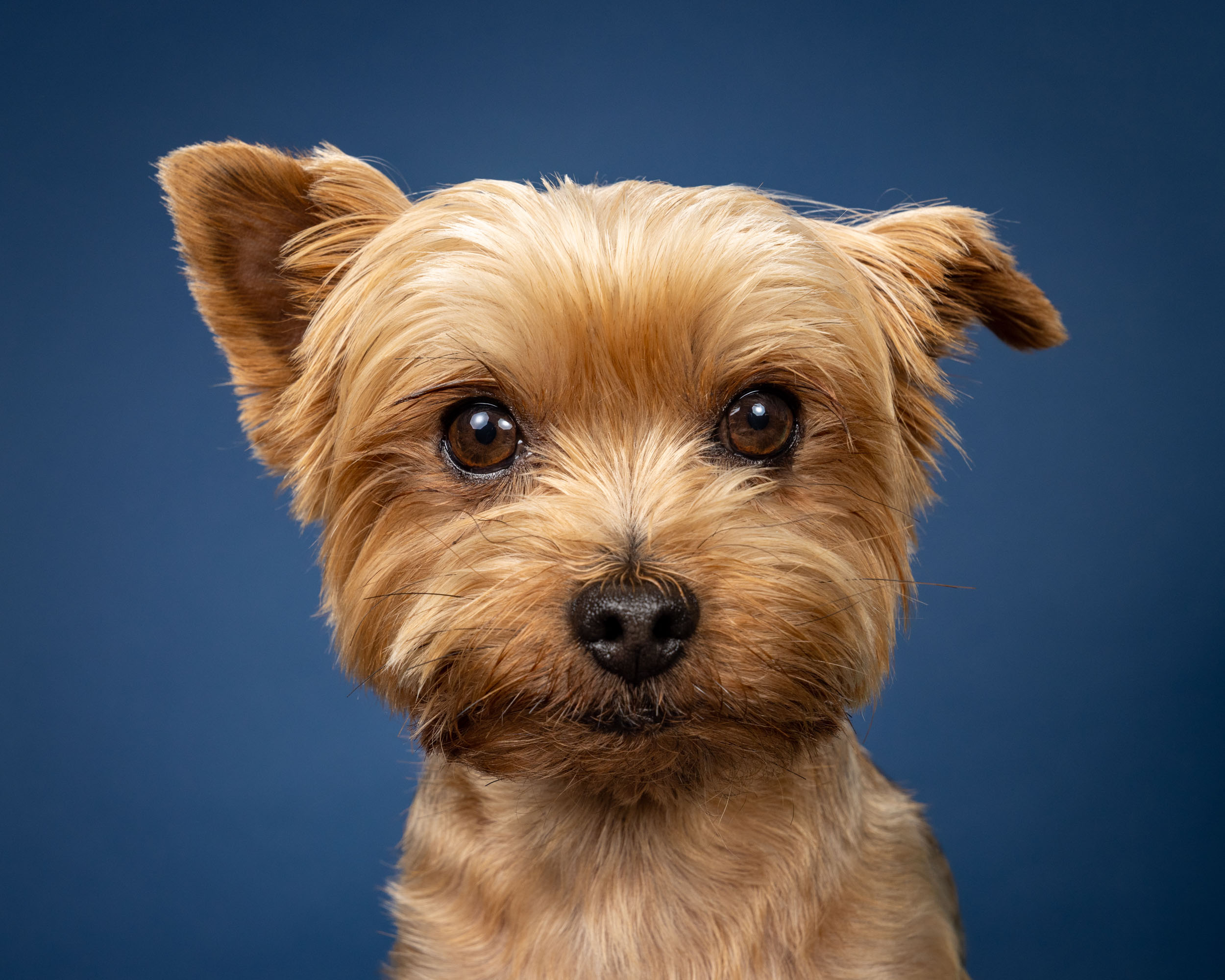 Dog Studio Photography | Yorkie on Blue Background by Mark Rogers