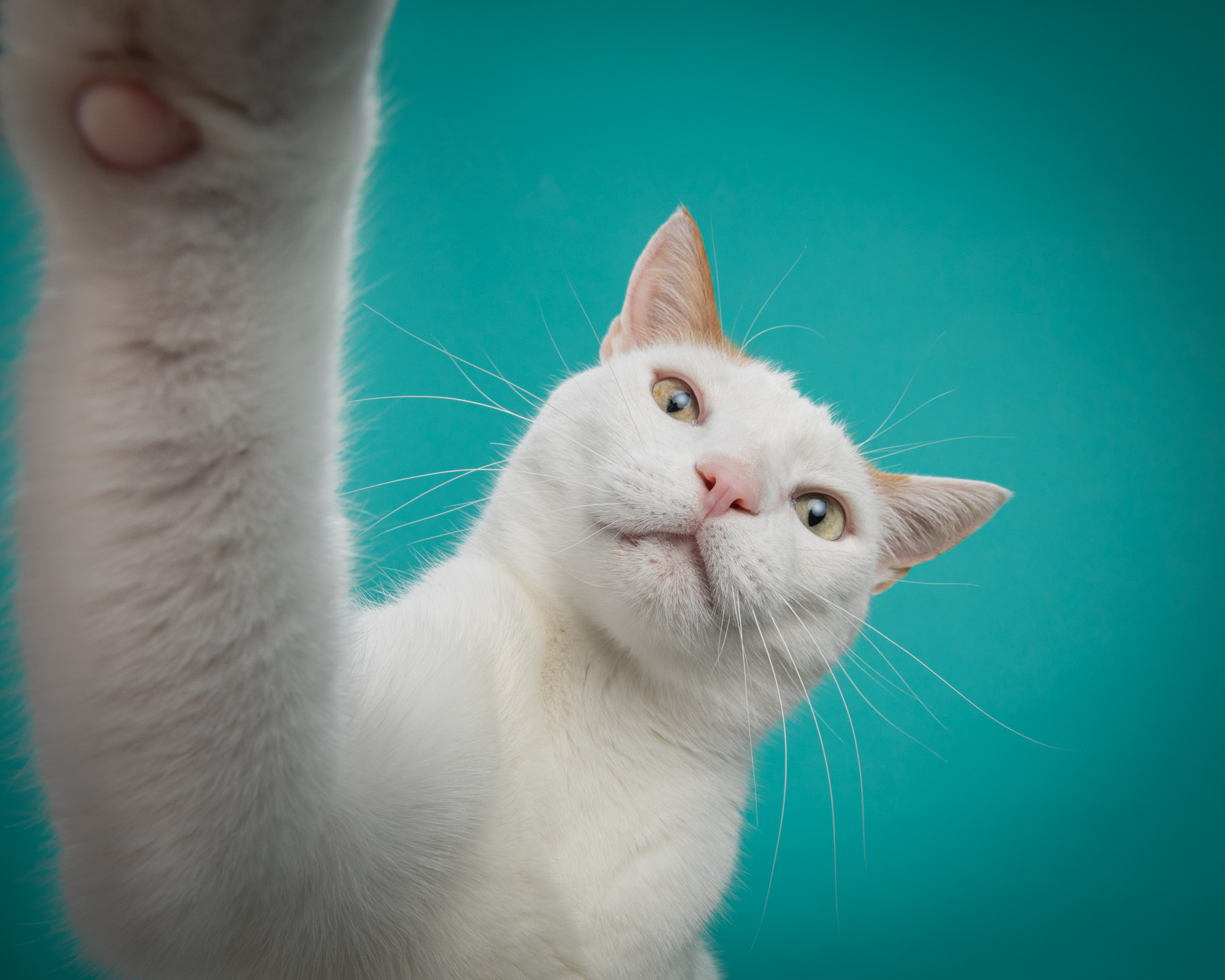 studio photo of white cat raising paw against a blue background