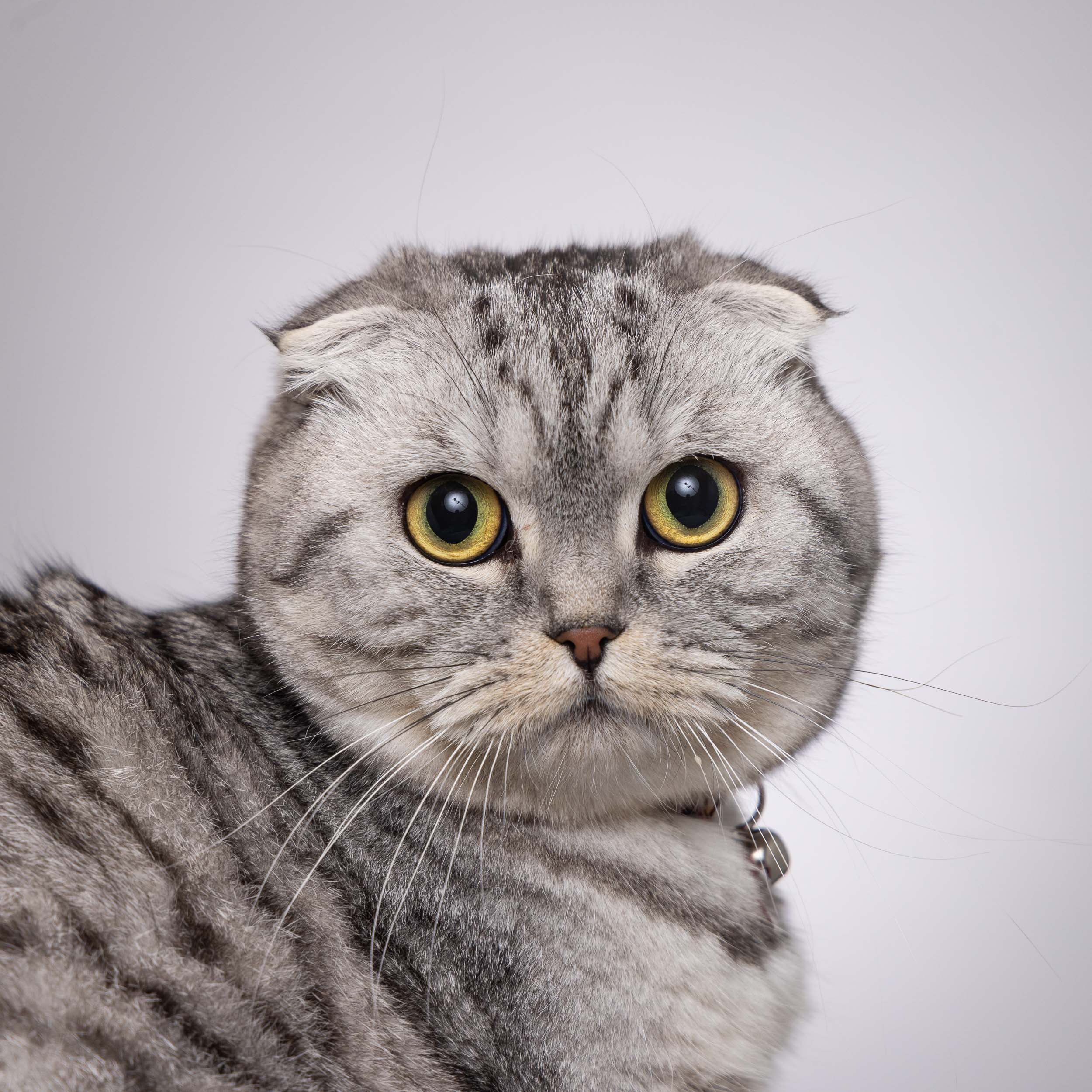 Cat Studio Photography | Scottish Fold Cat Portrait by Mark Rogers