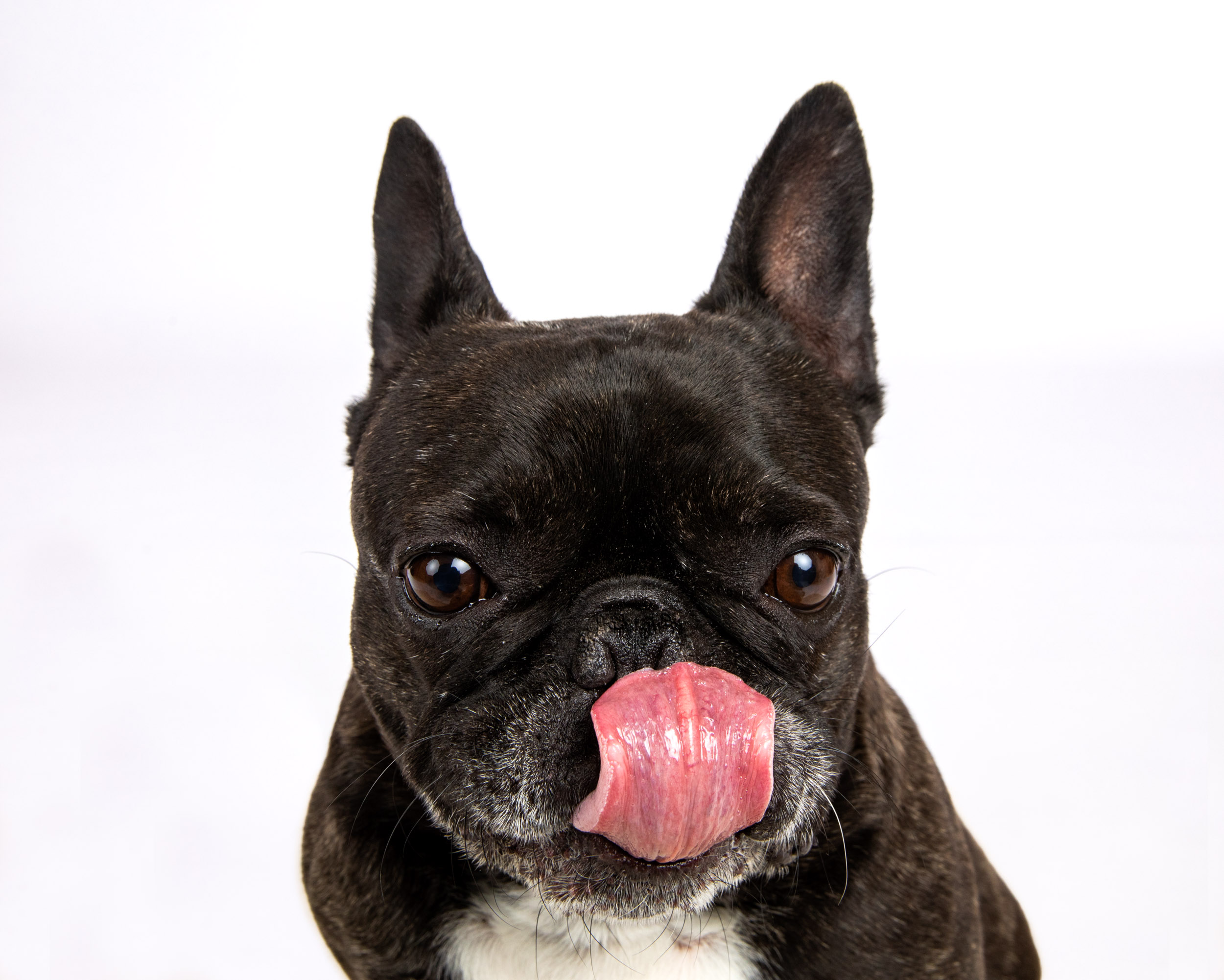 studio-photo-french-bulldog-licking-nose-7464-Edit