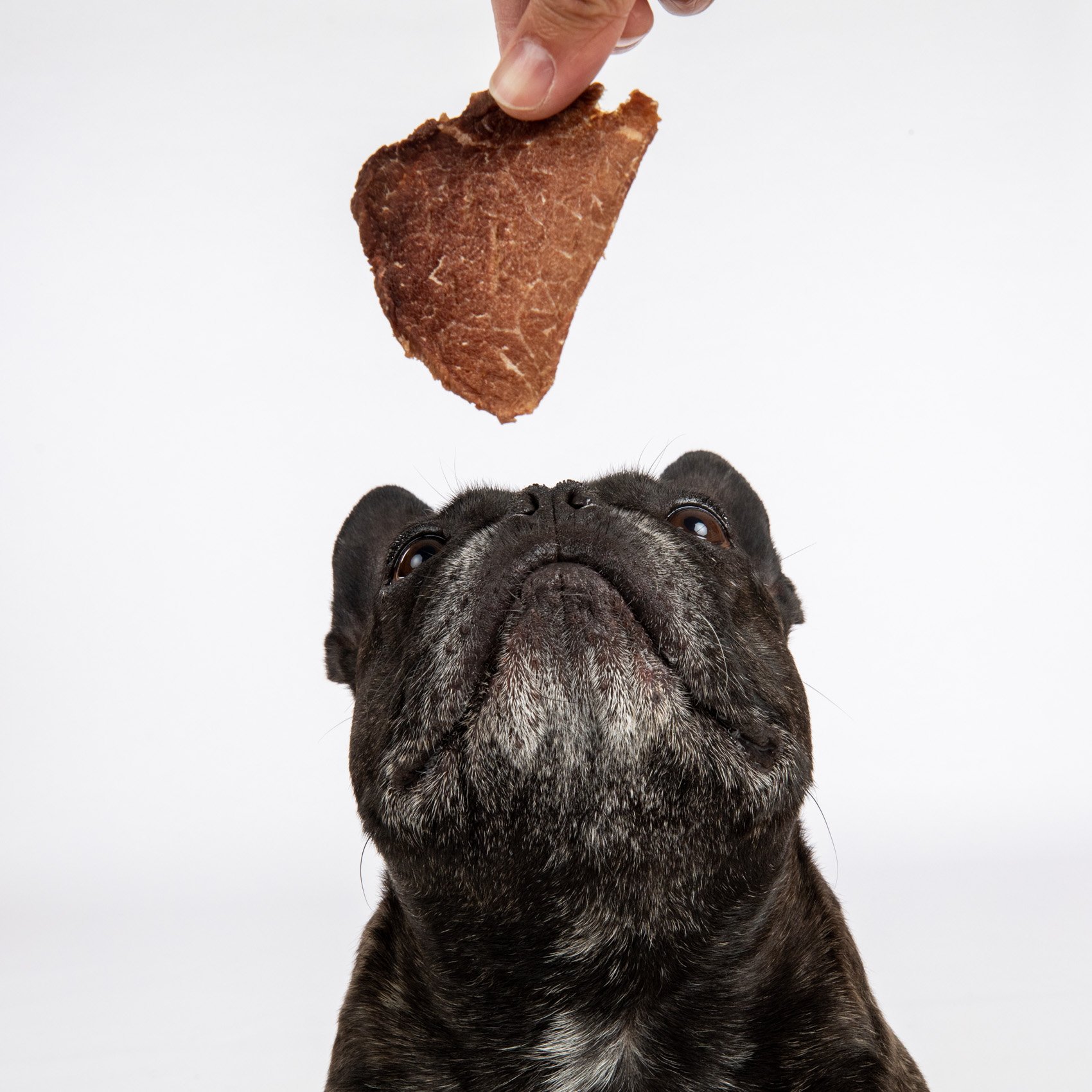 studio-photo-french-bulldog-looking-up-at-meat-treat-7590