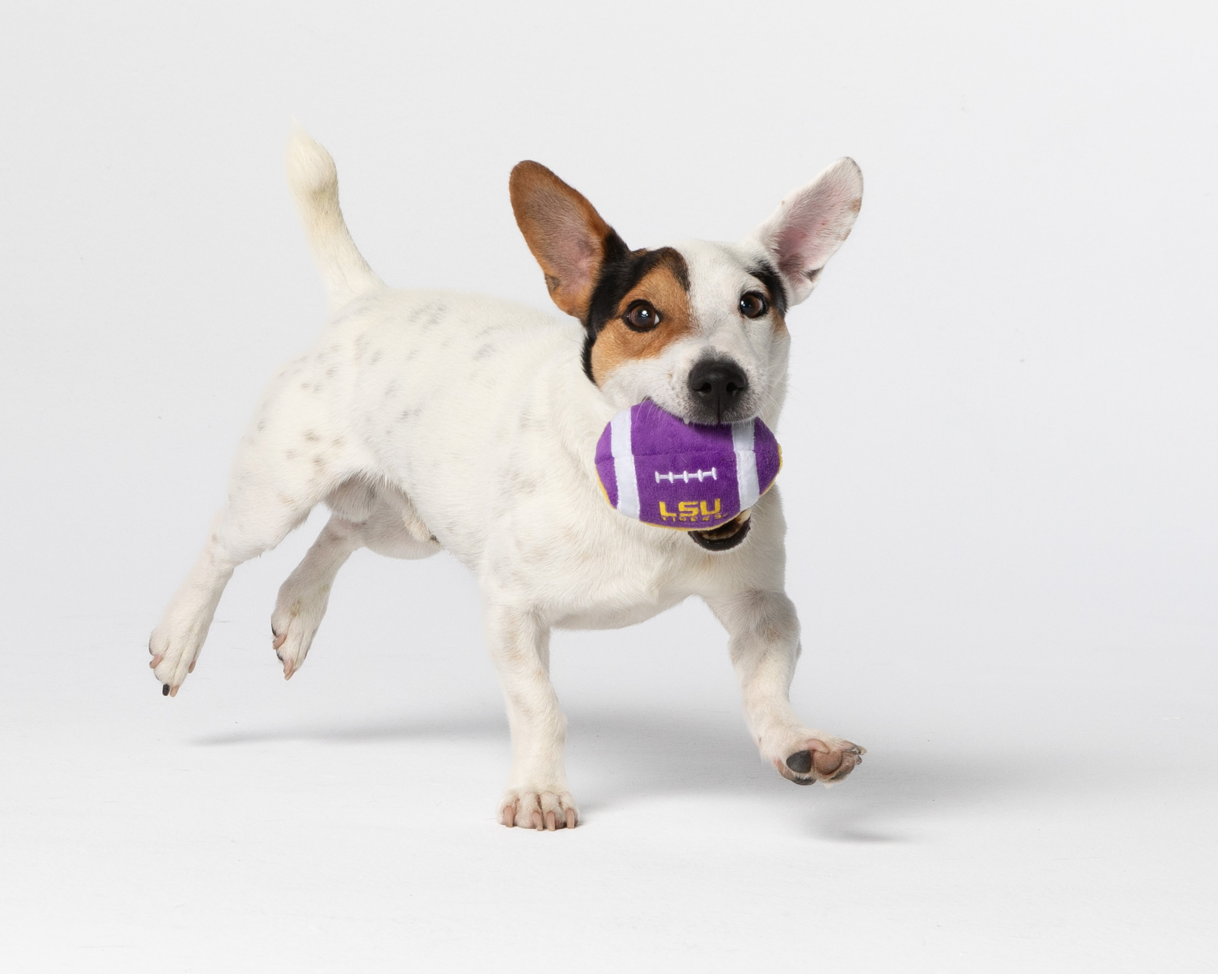 Dog Studio Photography | Terrier Running with Football by Mark Rogers