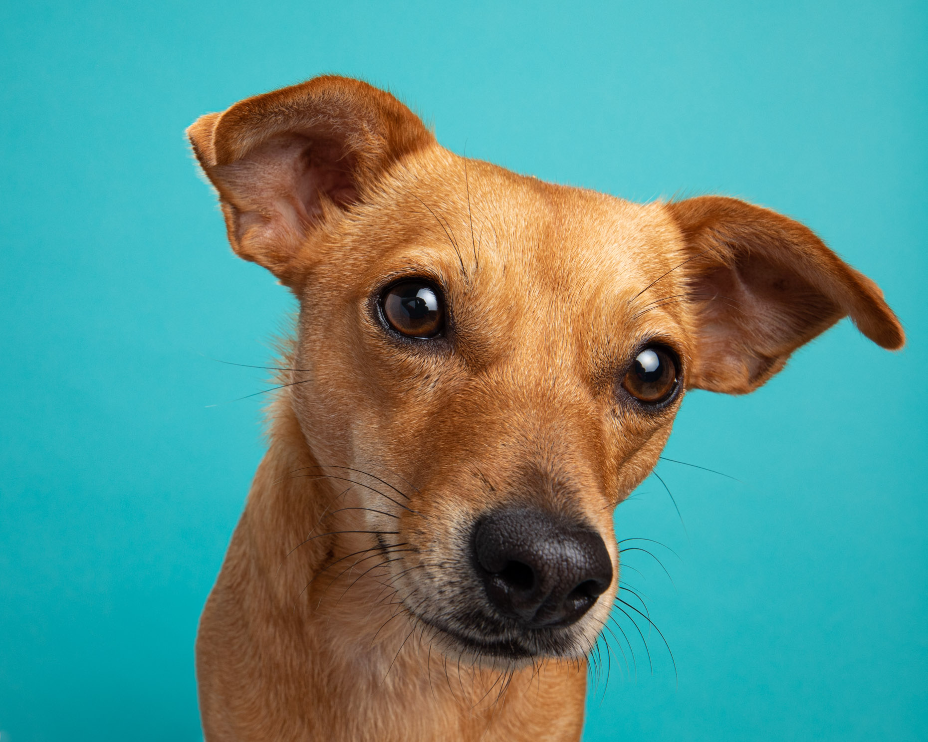 studio close up photo of chihuahua mix dog against blue background