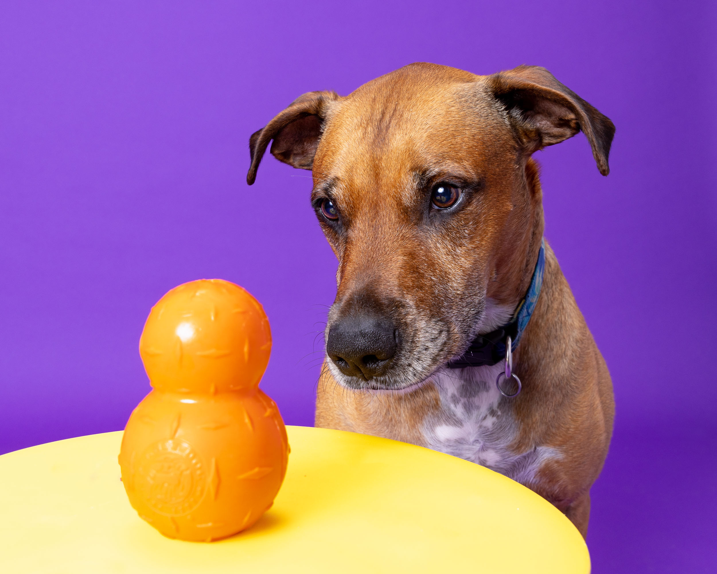 Pet Studio Photo | Dog Staring at  Toy