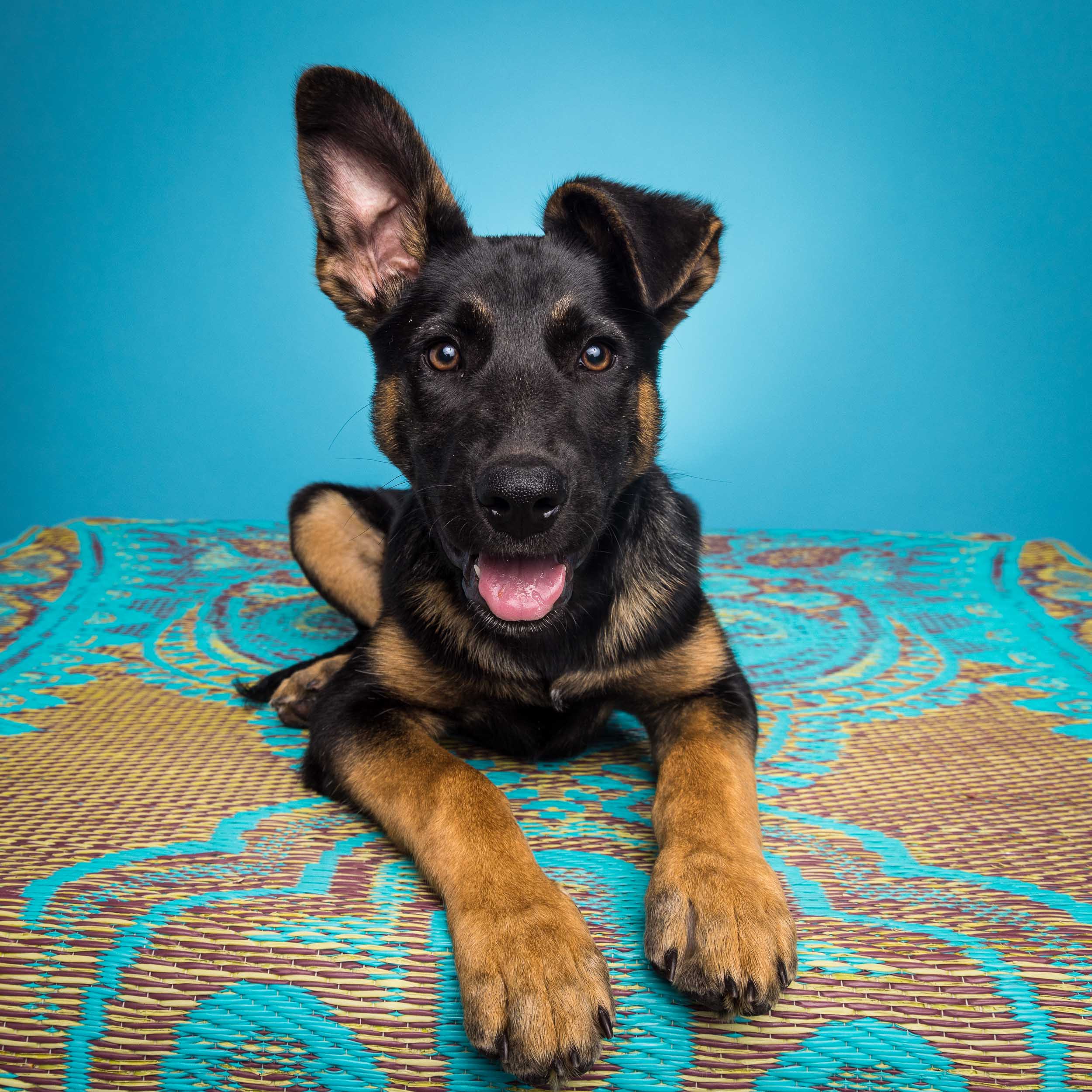 Pet Studio Photography | German Shepherd Puppy 