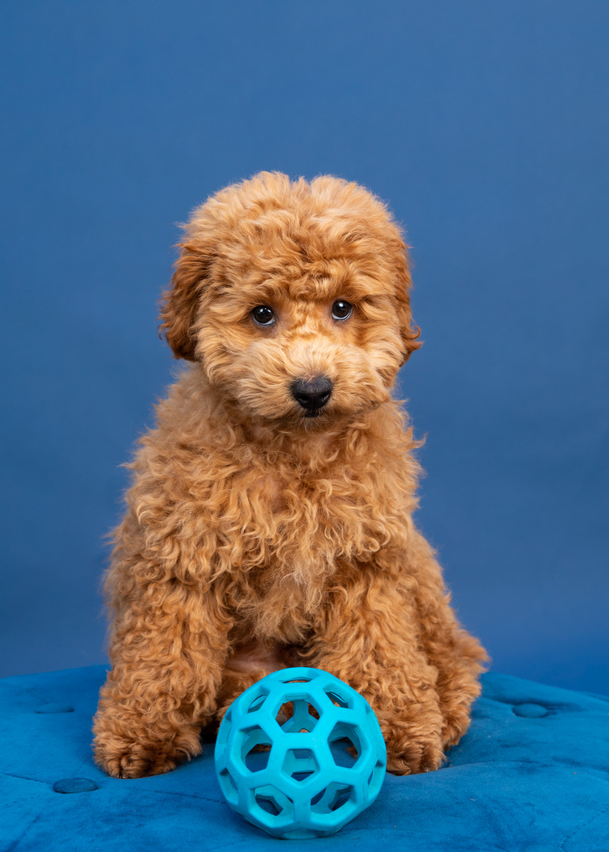 studio-photo-red-poodle-puppy-with-ball-9457