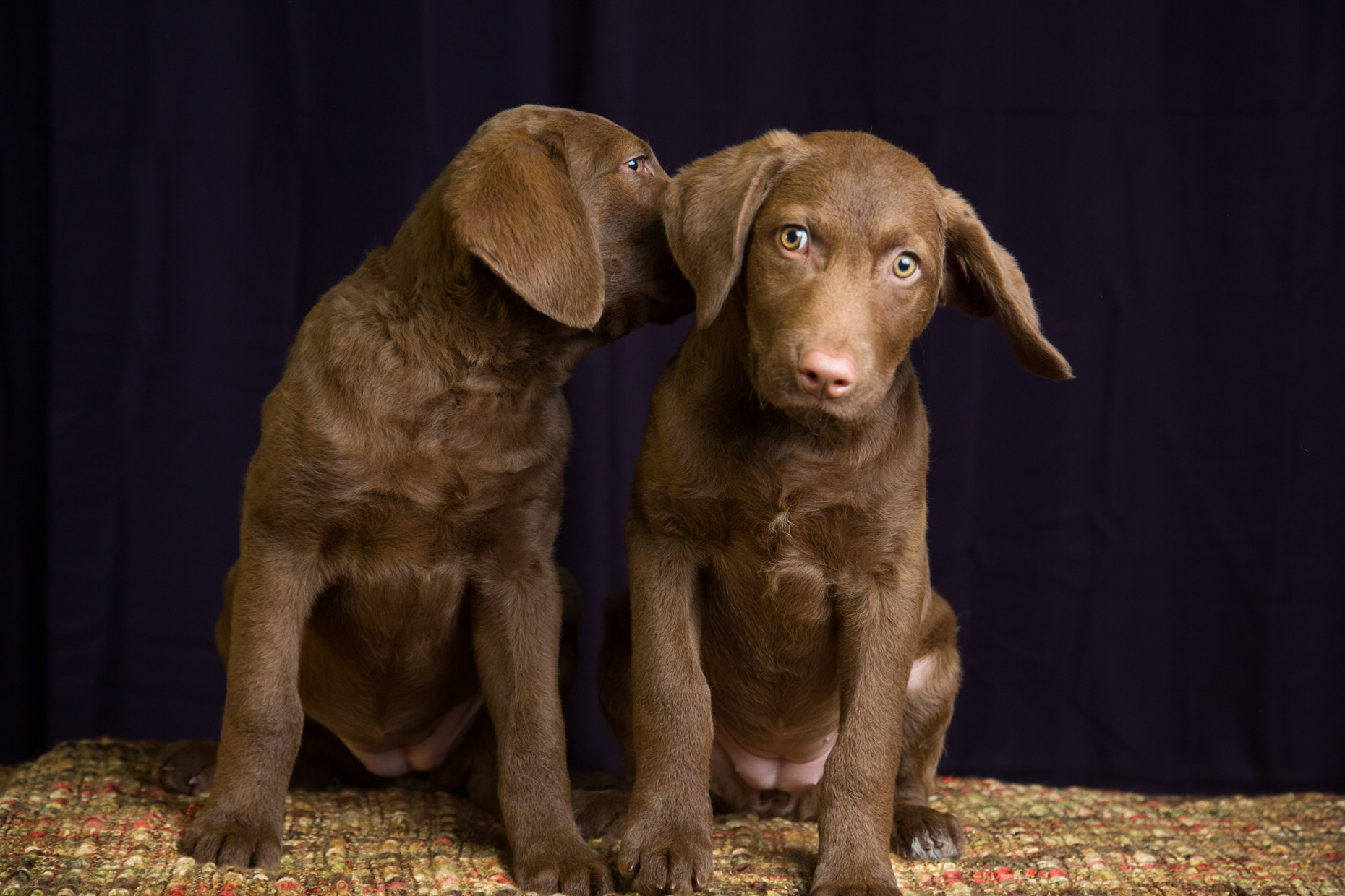 Dog Studio Photography | Two Retriever Puppies by Mark Rogers