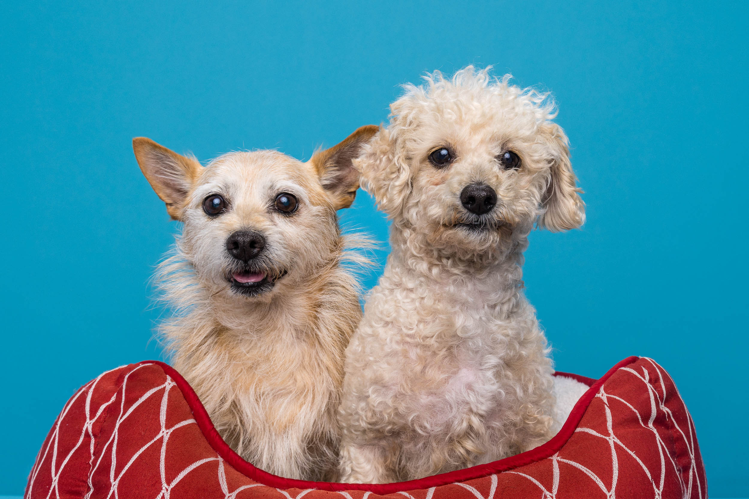 Humorous  Pet Photography | Two Dogs in a Bed by Mark Rogers