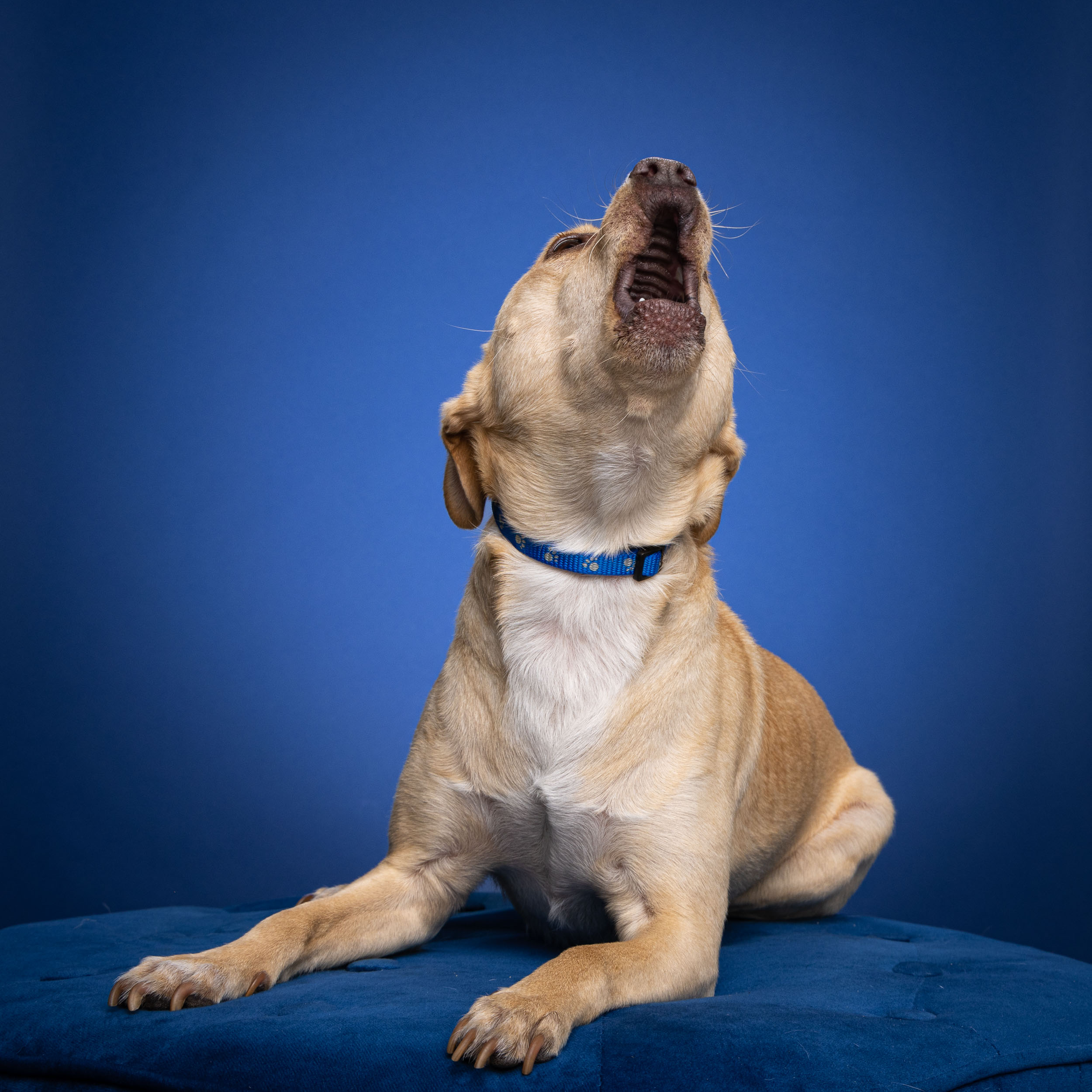 Funny Dog Photography | Howling Dog on Blue by Mark Rogers