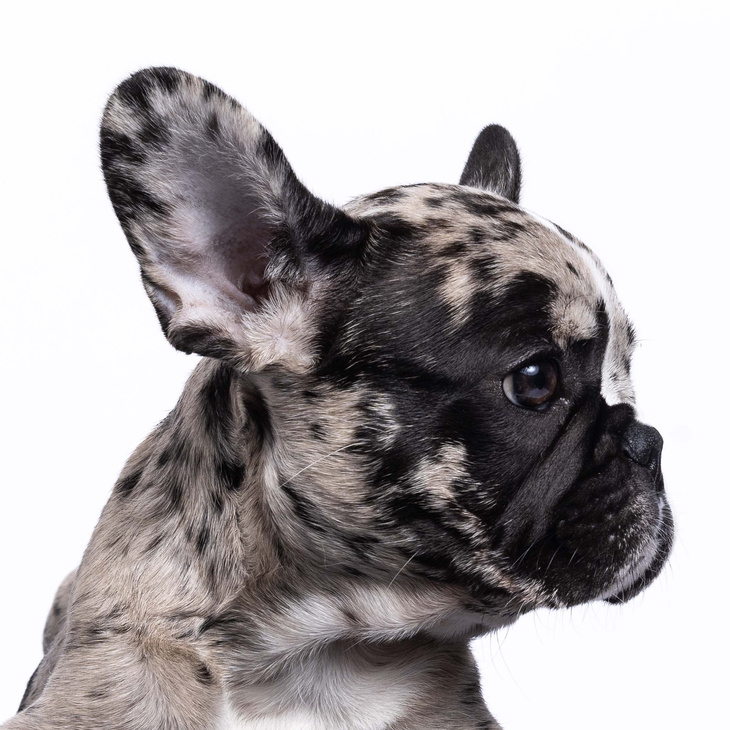 Dog Studio Photography | French Bulldog Puppy in Profile
