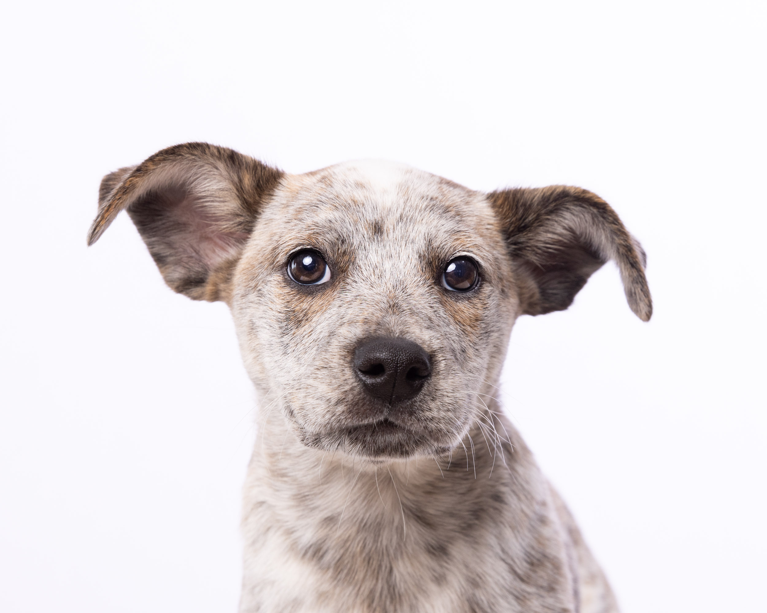 Dog Studio Photography | Puppy Portrait on White by Mark Rogers