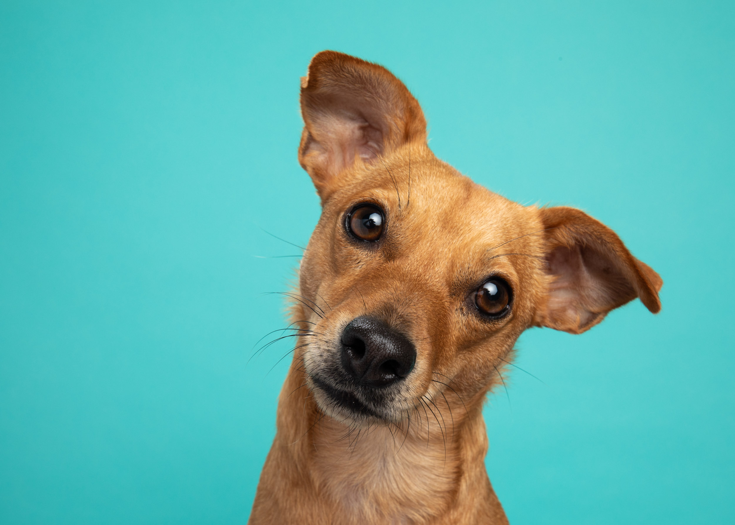 Dog Studio Photography | Red Chihuahua Mix Tilting Head by Mark Rogers