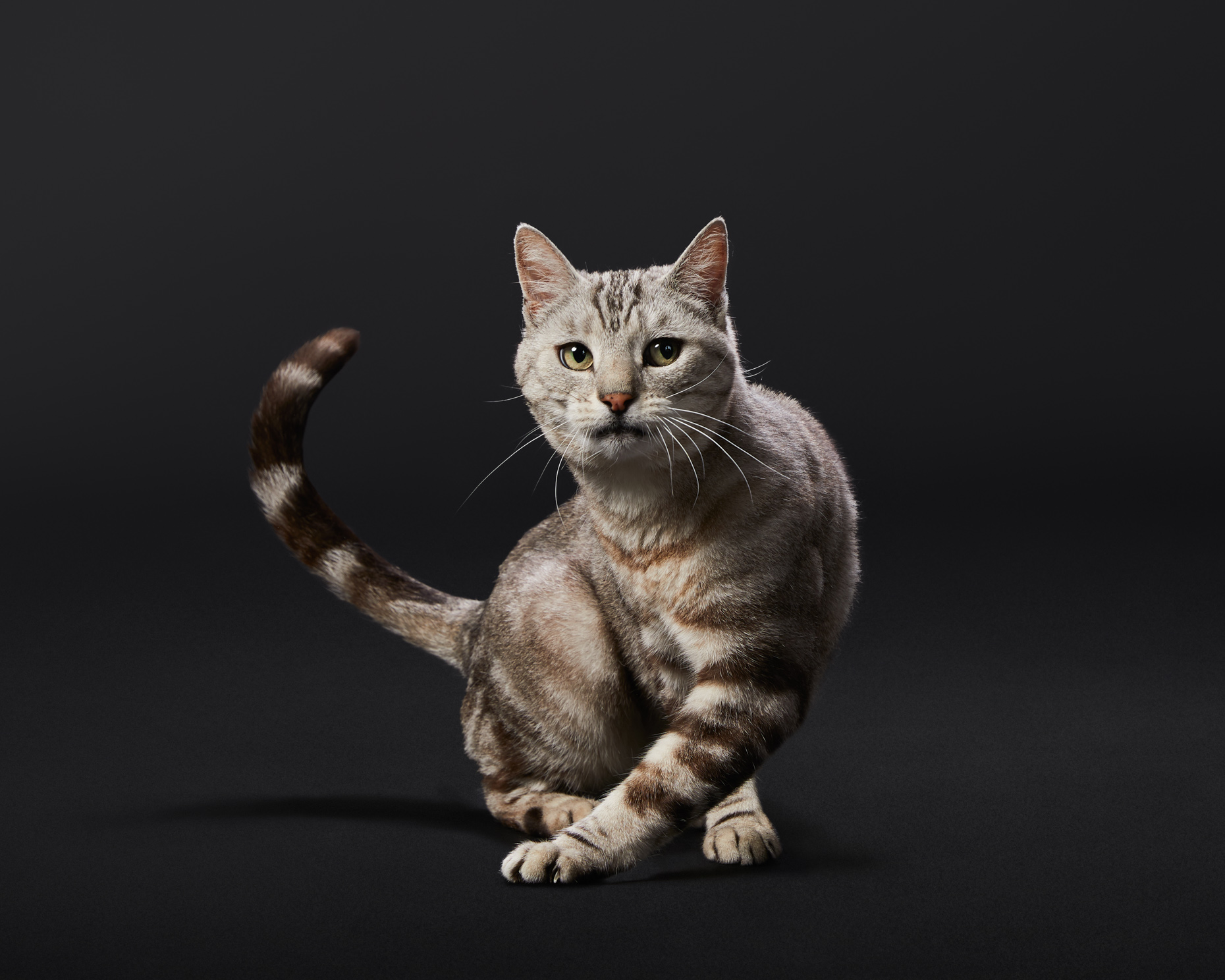 Tabby Cat Crossing Feet