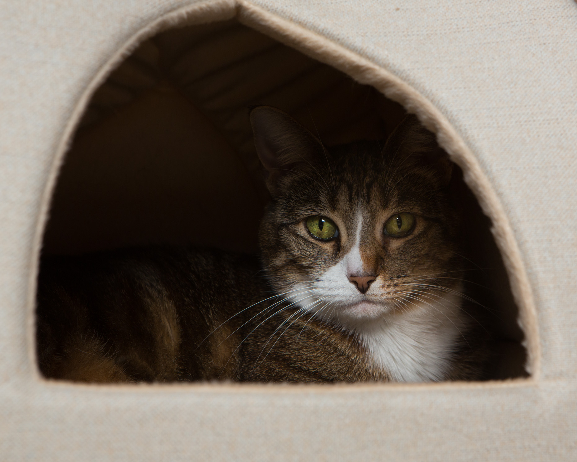 Pet Lifestyle Photography Cat  in Habitat  by Mark Rogers