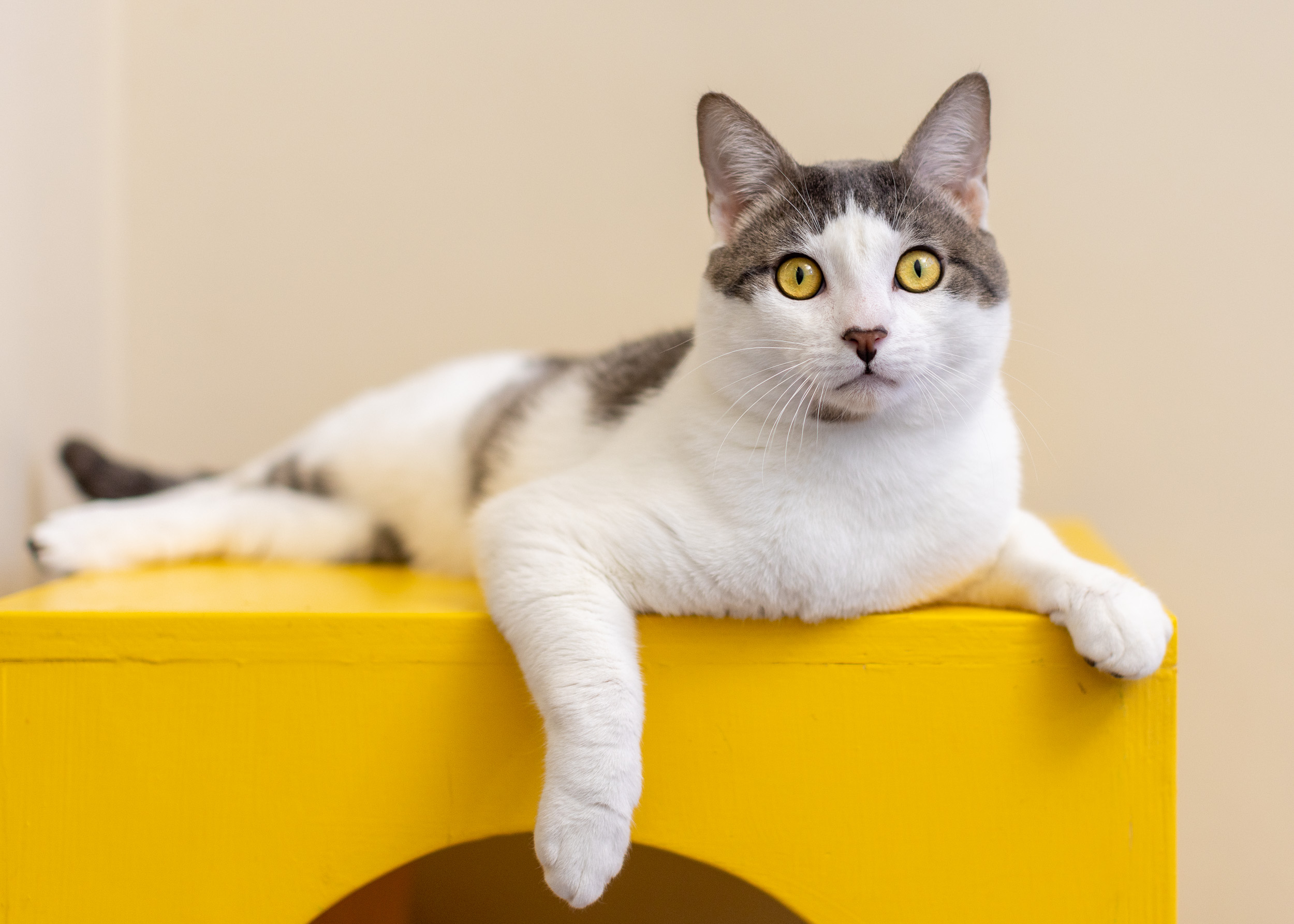tabby-cat-mix-with-yellow-eyes-lying-on-yellow-box-2185