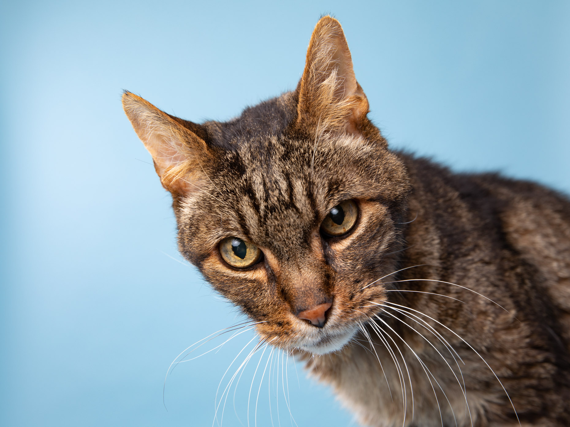 tabby cat against blue background
