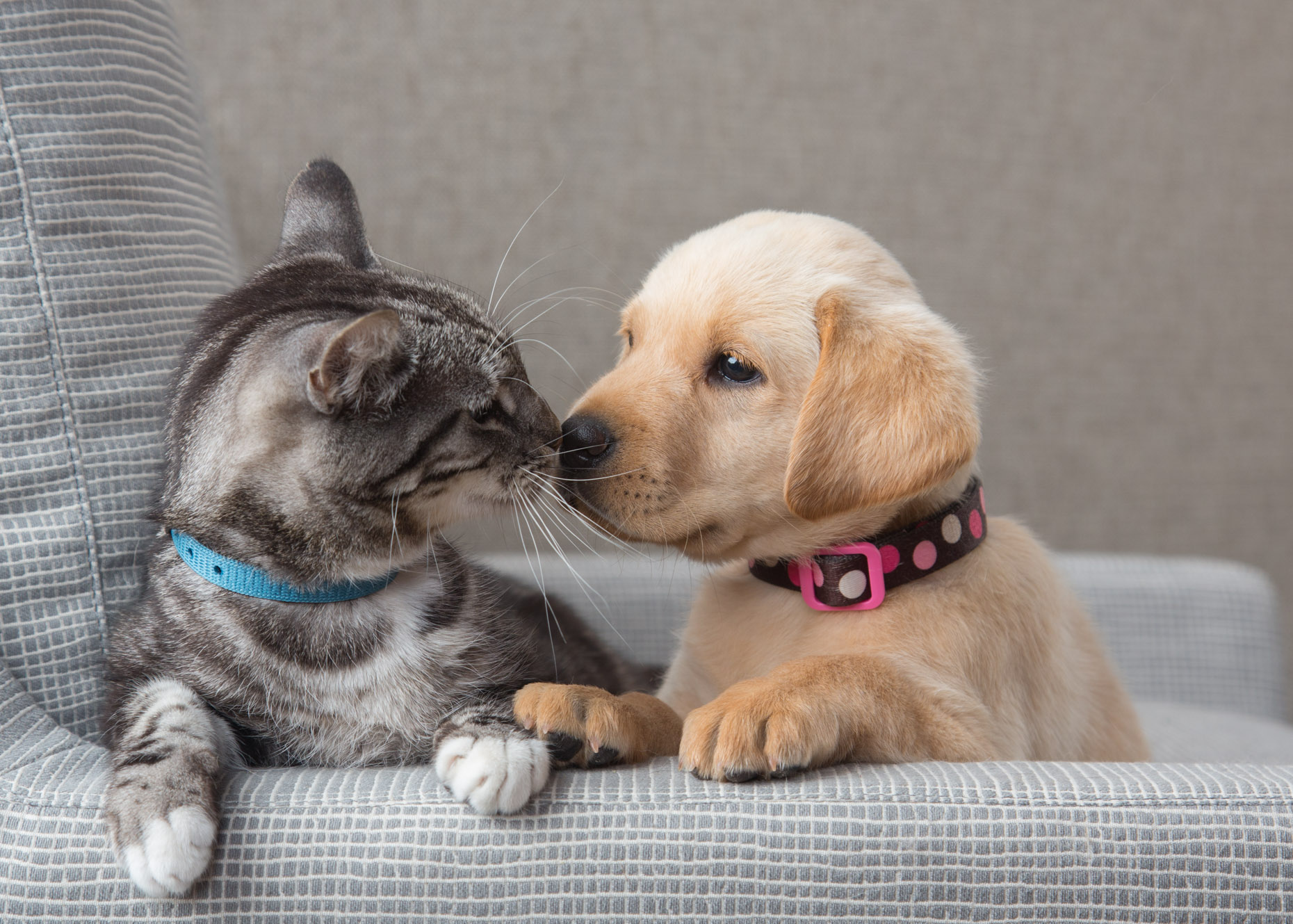 Pet Lifestyle Photography | Cat and Puppy Touching Noses by Mark Rogers