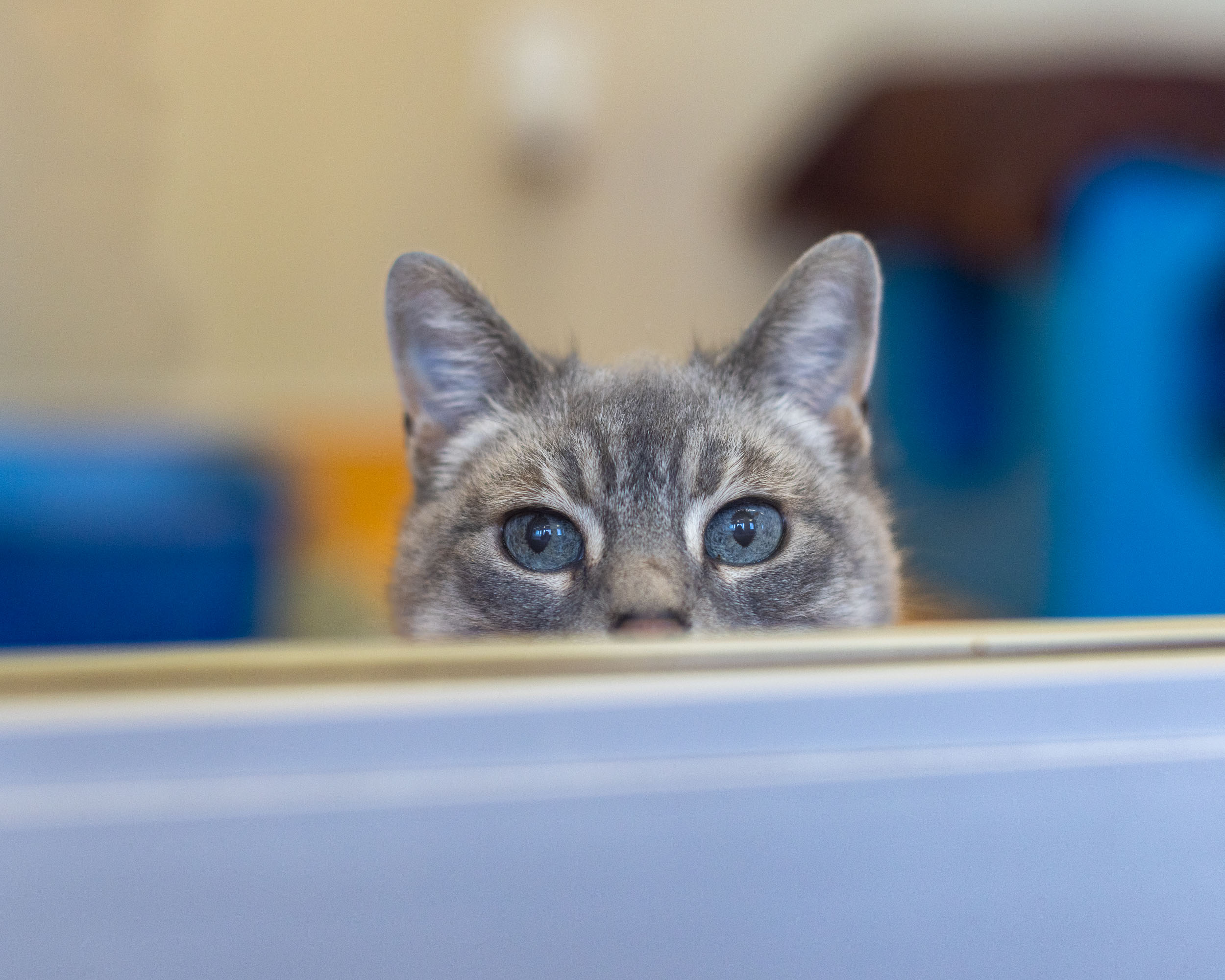 tabby-cat-with-blue-eyes-peeking-through-glass-at-animal-shelter-8558