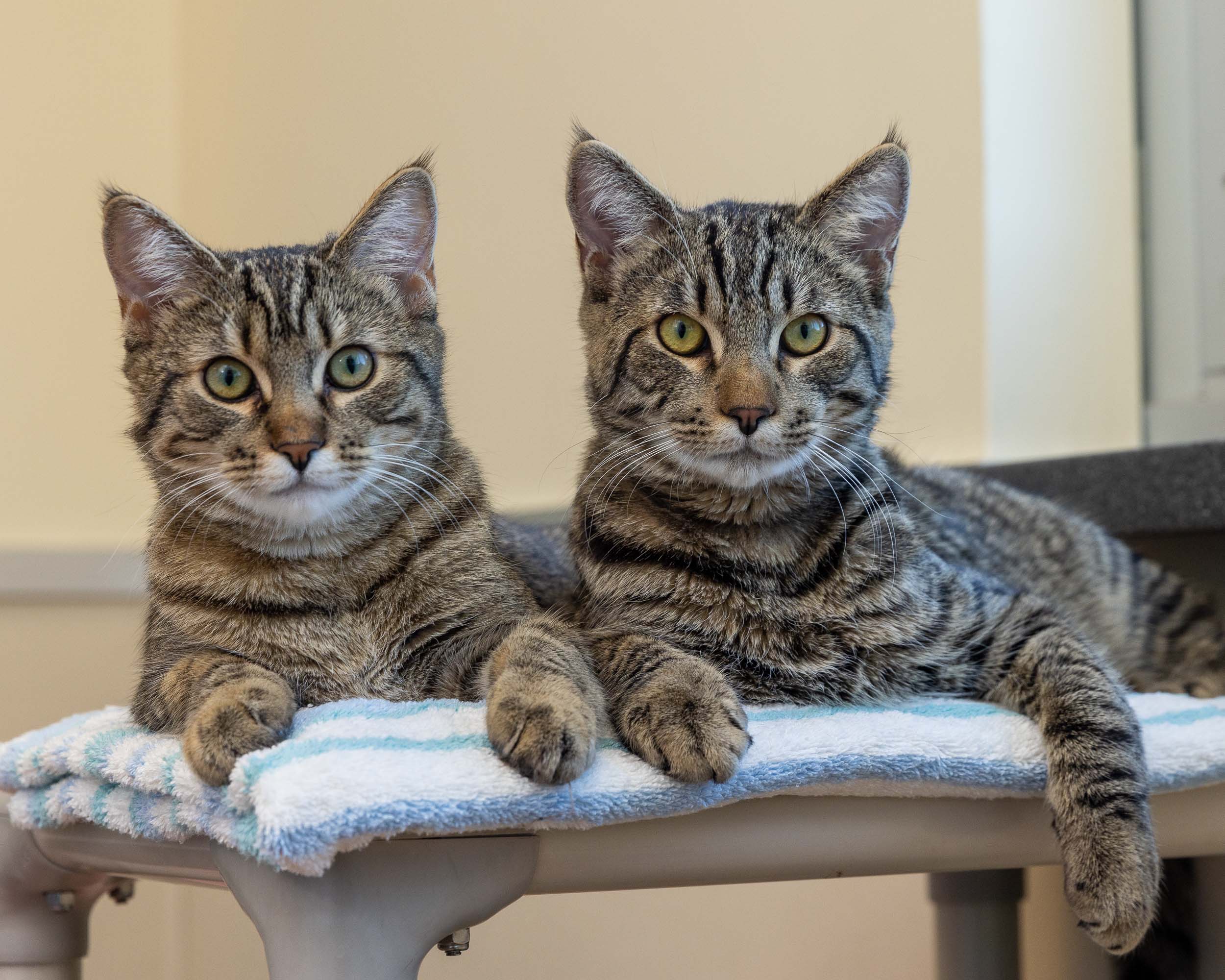 tabby-cats-lying-down-side-by-side-on-bed-in-animal-shelter-4400