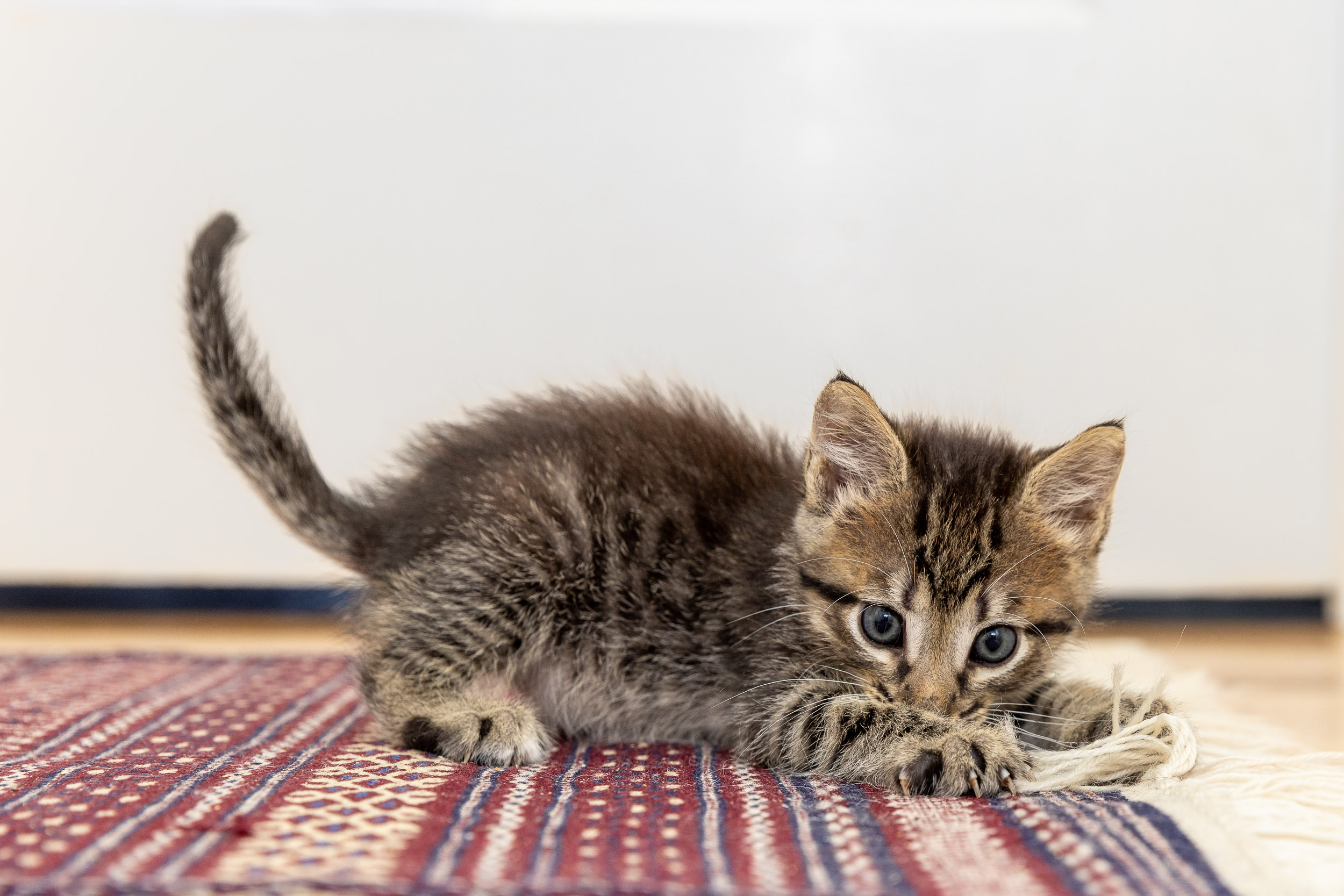 tabby-kitten-playing-on-rug-0581