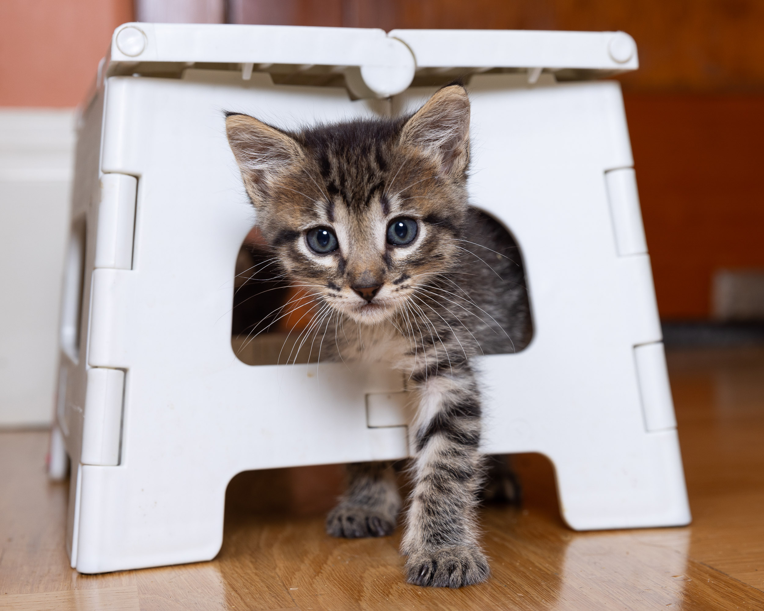 Cat Photography | Kitten Under Stool by Mark Rogers