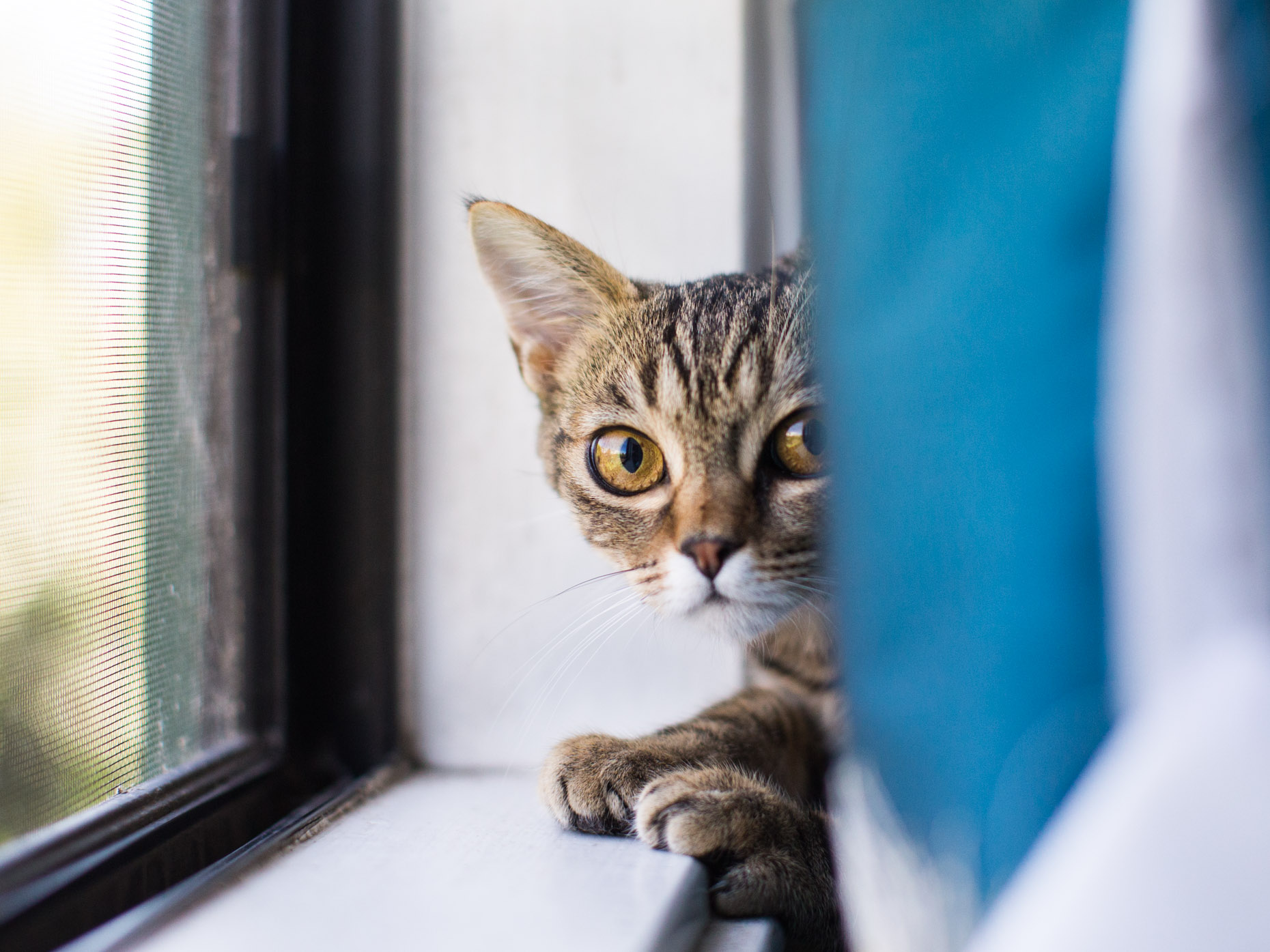 Animal Photography | Kitten Peeking from Curtain by Mark Rogers