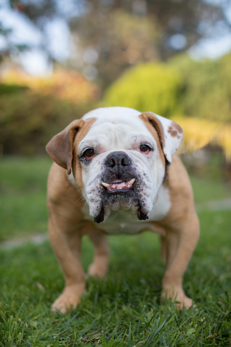 Dog Lifestyle Photography Bulldog on Grass by Mark Rogers