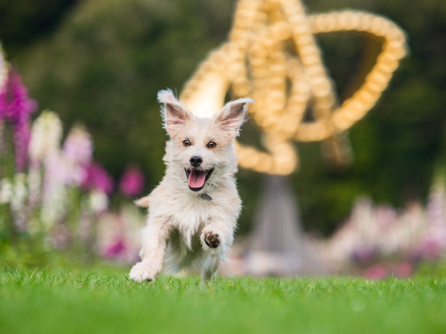 terrier running in golden gate park with feet off the ground