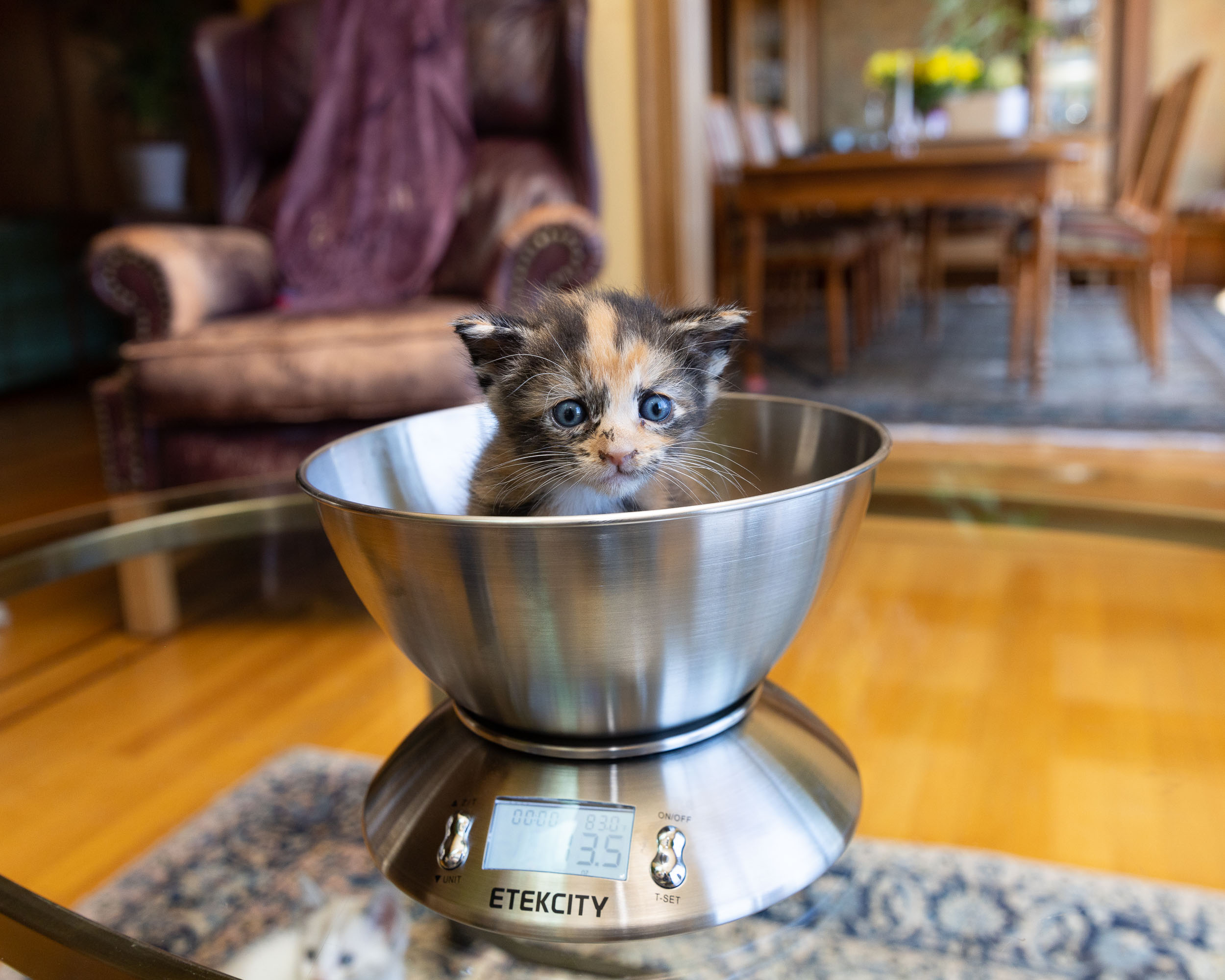 Probono Photography | Foster Kitten on Scale