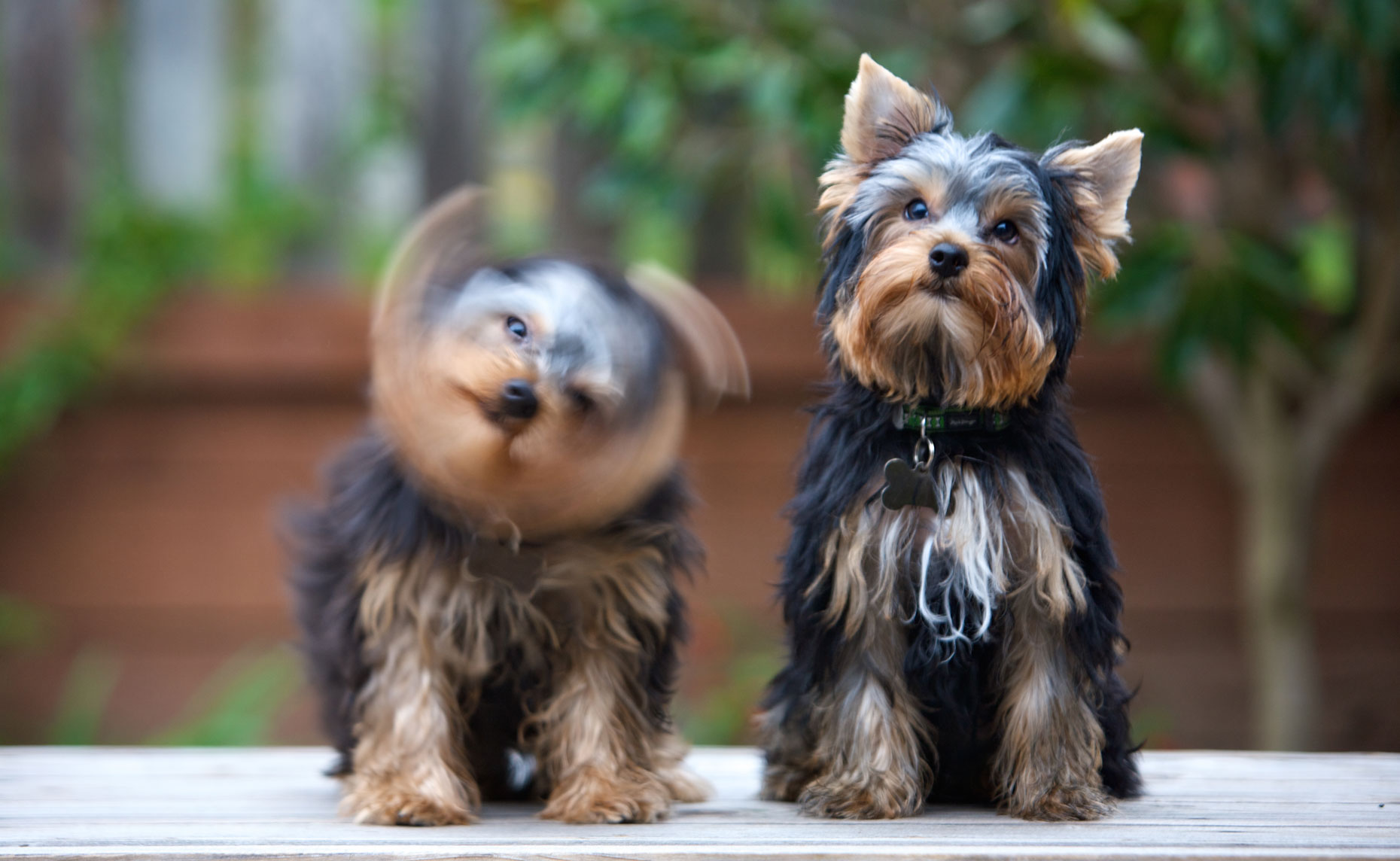 Dog and Pet Photography  |  Two Yorkie Dogs by Mark Rogers