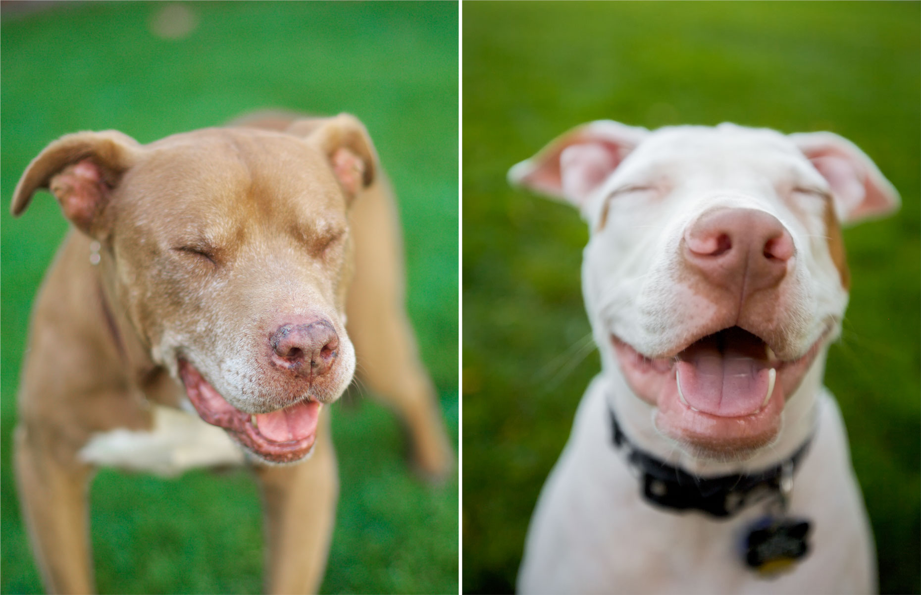 Dog Photography | Happy Smiling Dogs by Mark Rogers