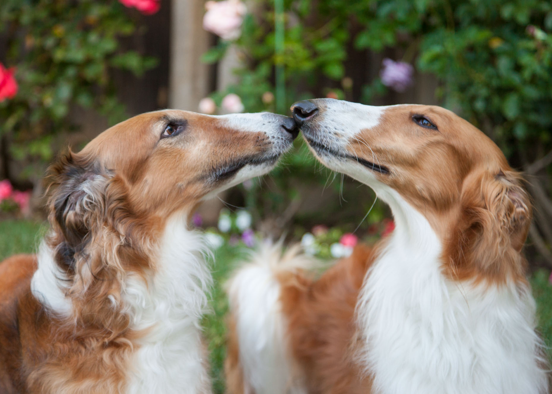 Commercial Animal Photography | Kissing Dogs by Mark Rogers