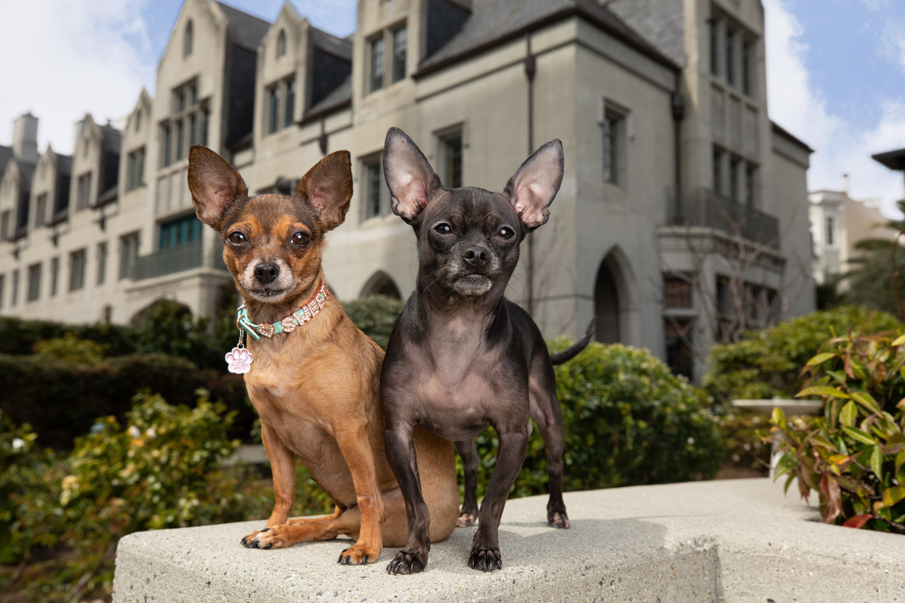 Commercial Dog Photography | Two Chihuahua Friends