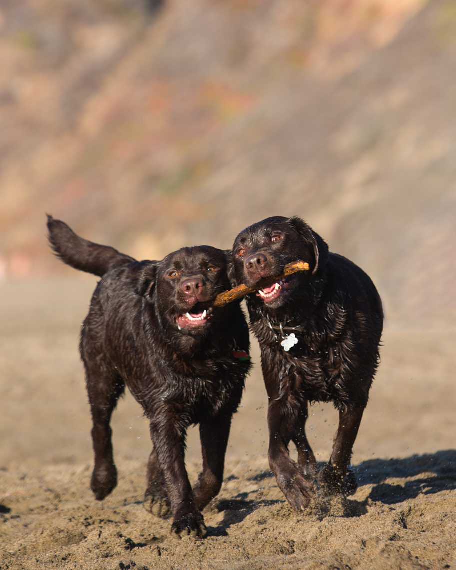 Dog Lifestyle Photography | Two Labradors with Stick by Mark Rogers