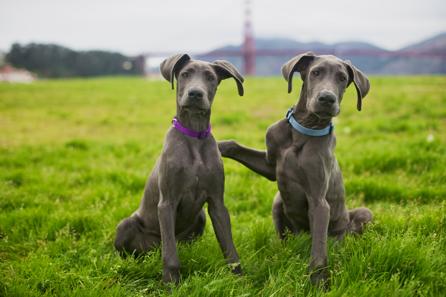 Dog Lifestyle Photography | Two Puppy Friends by Mark Rogers