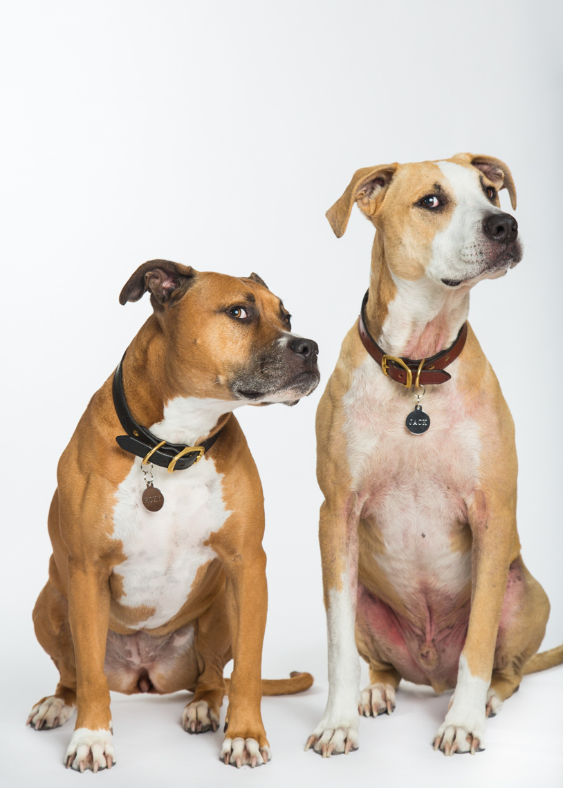 Dog Studio Photography | Two Pitbulls on White by Mark Rogers